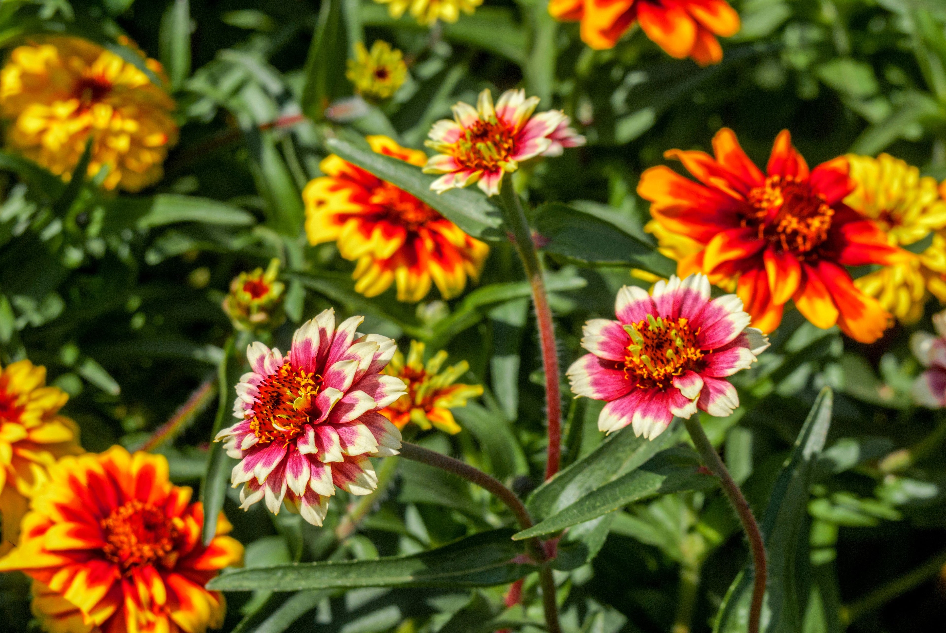 250 ZIN MASTER ZINNIA Mix Elegans Mixed Colors Flower Seeds