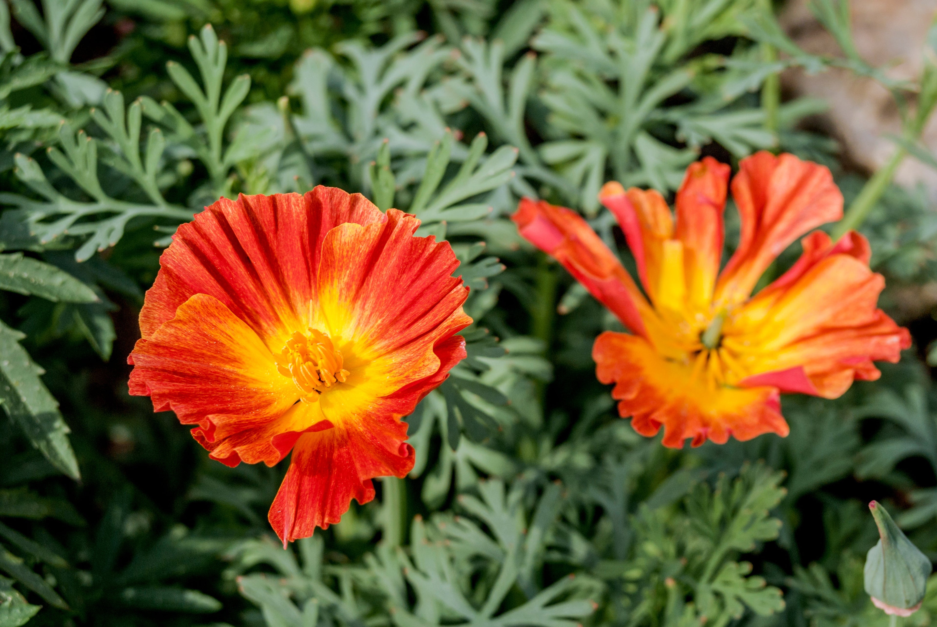 1500 MIKADO POPPY Red Orange California Poppy Flower Eschscholzia Californica Seeds