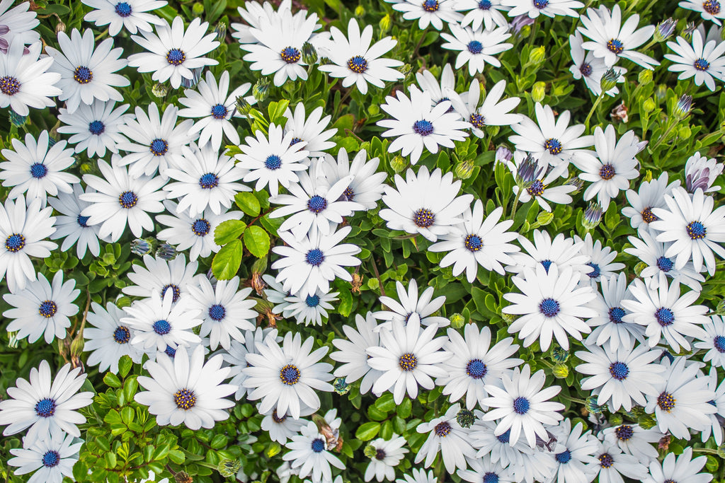 50 WHITE AFRICAN Cape DAISY Dimorphotheca Sinuata Flower Seeds