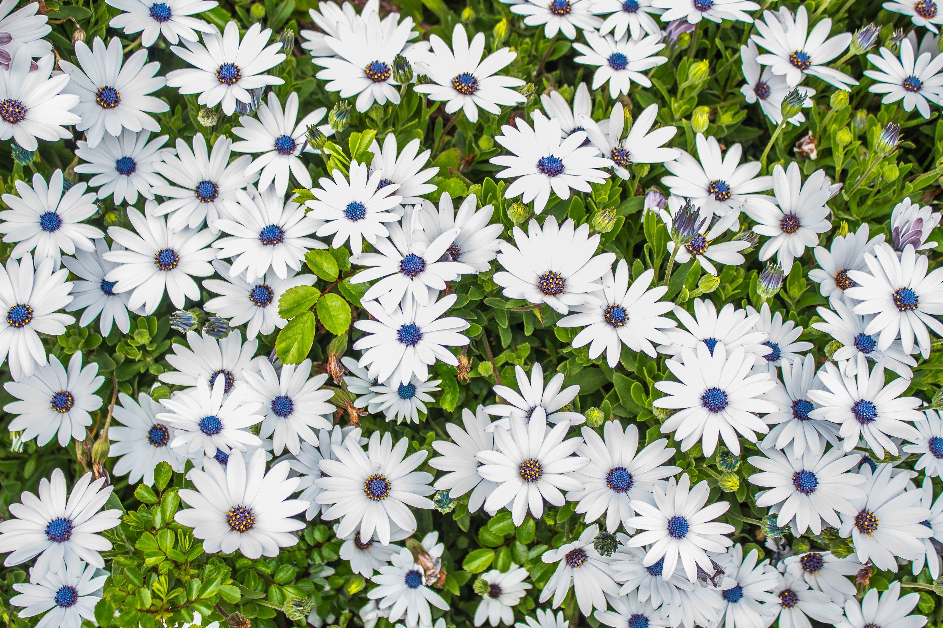 50 WHITE AFRICAN Cape DAISY Dimorphotheca Sinuata Flower Seeds