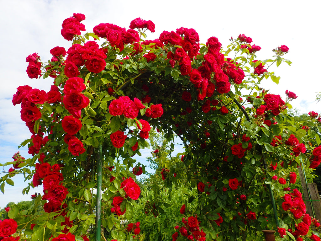 5 RED CLIMBING ROSE Rosa Bush Vine Climber Fragrant Butterfly Flower Seeds