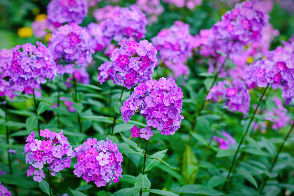 10 TALL GARDEN PHLOX Paniculata Mixed Colors 'New Hybrids Mix' Flower Seeds