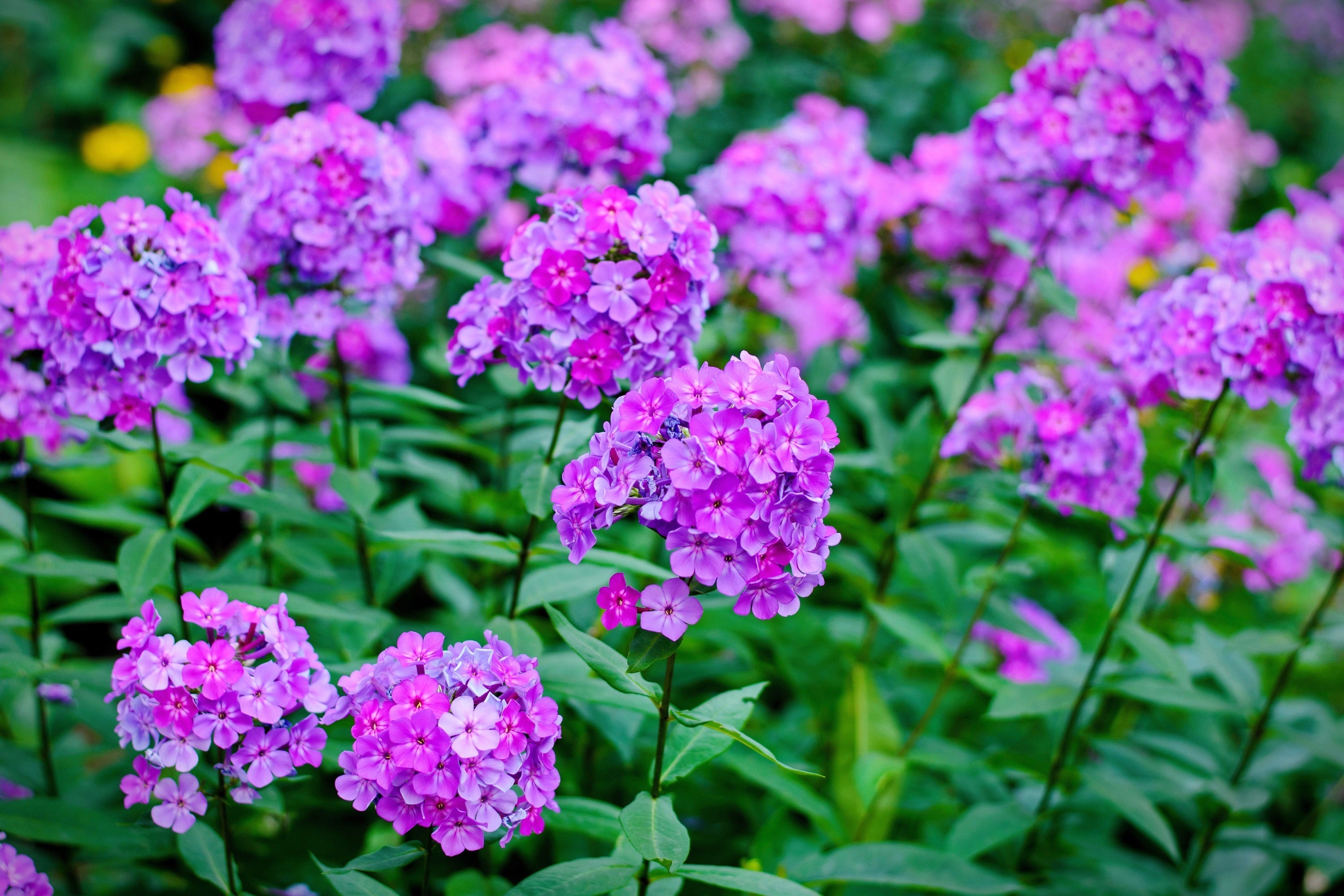 10 Tall PURPLE PHLOX Paniculata Garden Summer Native Hummingbird Flower Seeds