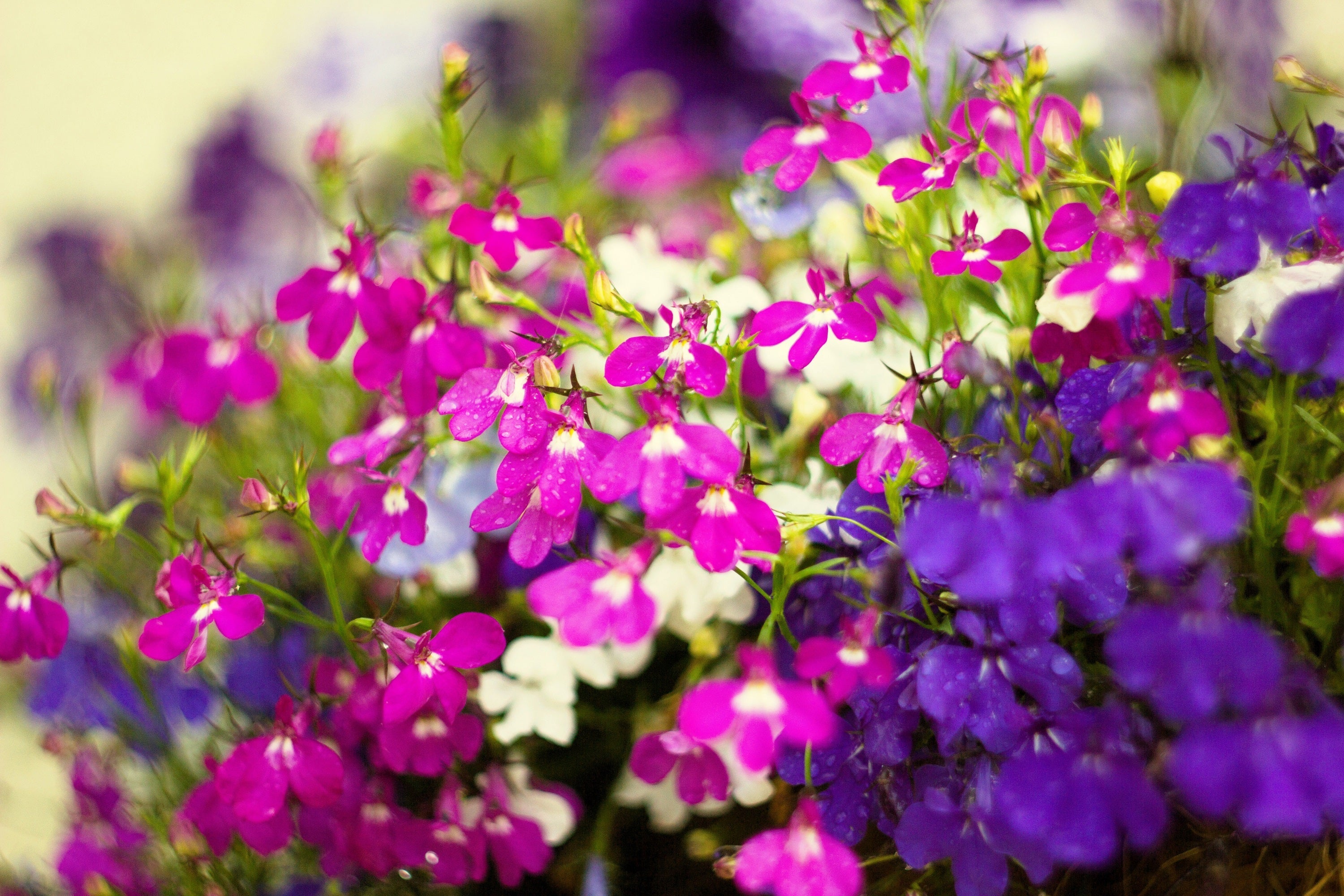 200 Red CRIMSON FOUNTAIN LOBELIA Erinus Trailing Flower Seeds