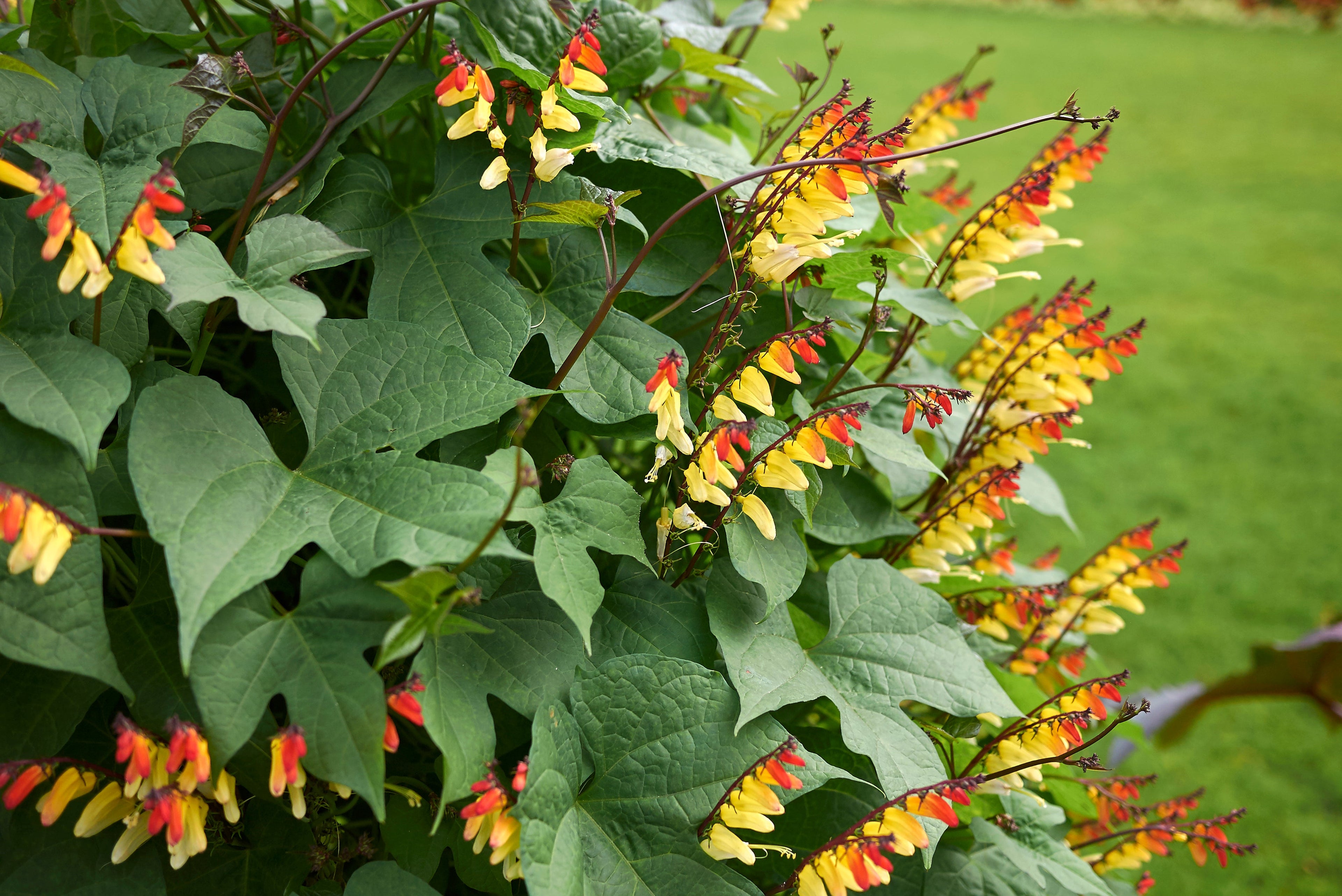 10 FIRECRACKER VINE Flower Mina Lobata Exotic Love Spanish Flag Ipomoea Seeds