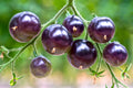 50 PURPLE CHERRY TOMATO Lycopersicon Indeterminate Fruit Vegetable Seeds
