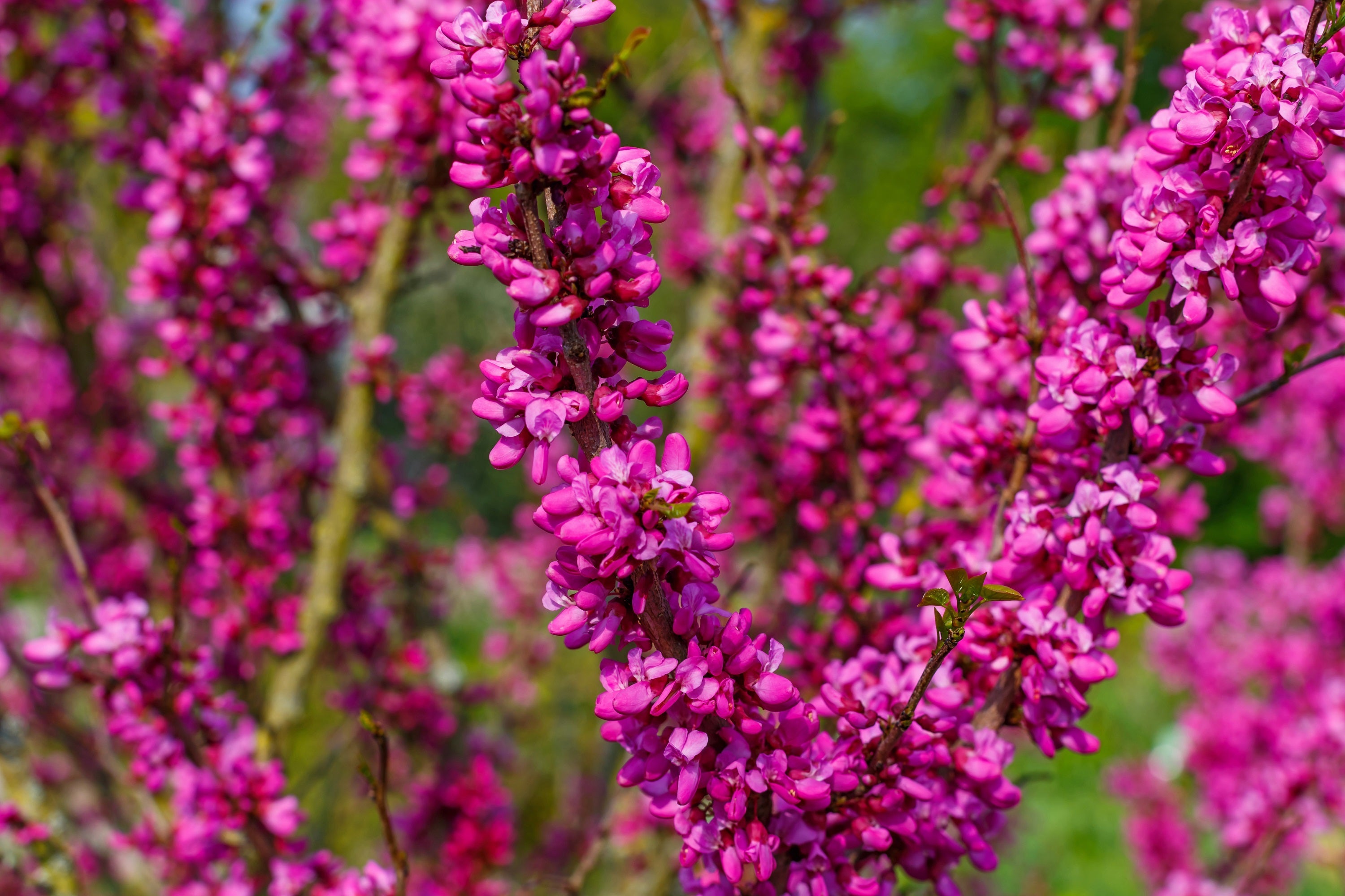 40 CHINESE REDBUD Cercis Chinensis Shrub Small Tree Pink Purple Flower Seeds