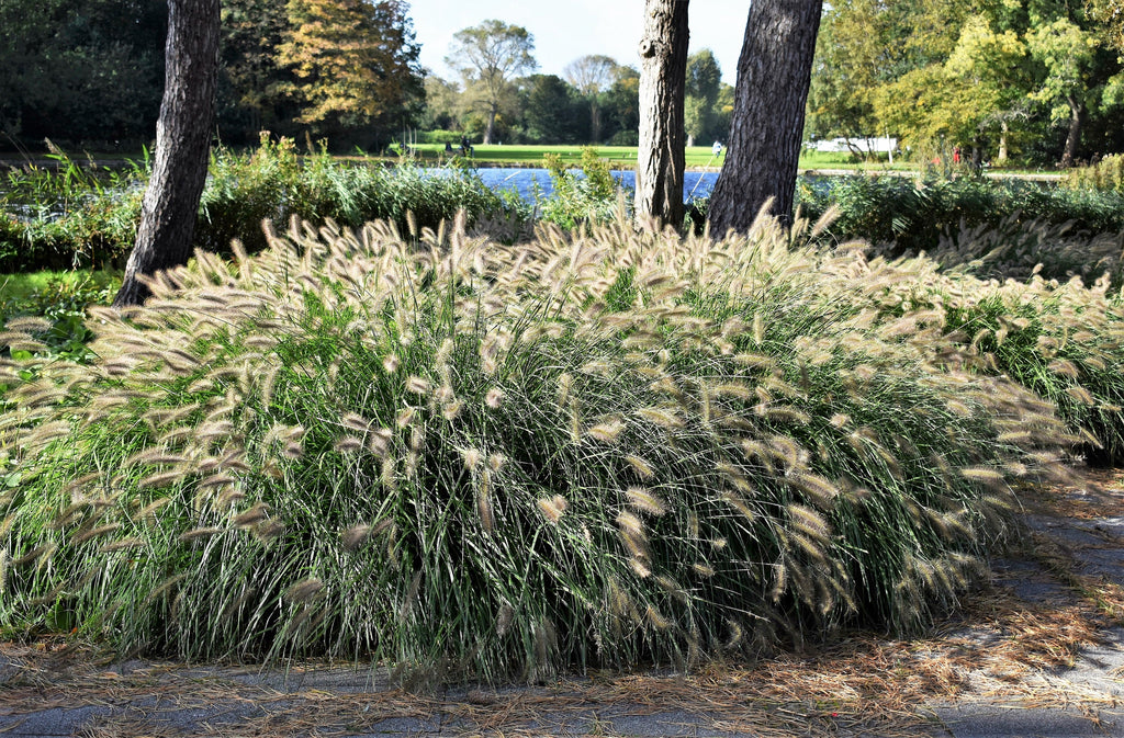 25 DWARF FOUNTAIN GRASS Pennisetum Alopecuroides Hardy Ornamental White Plume Seeds