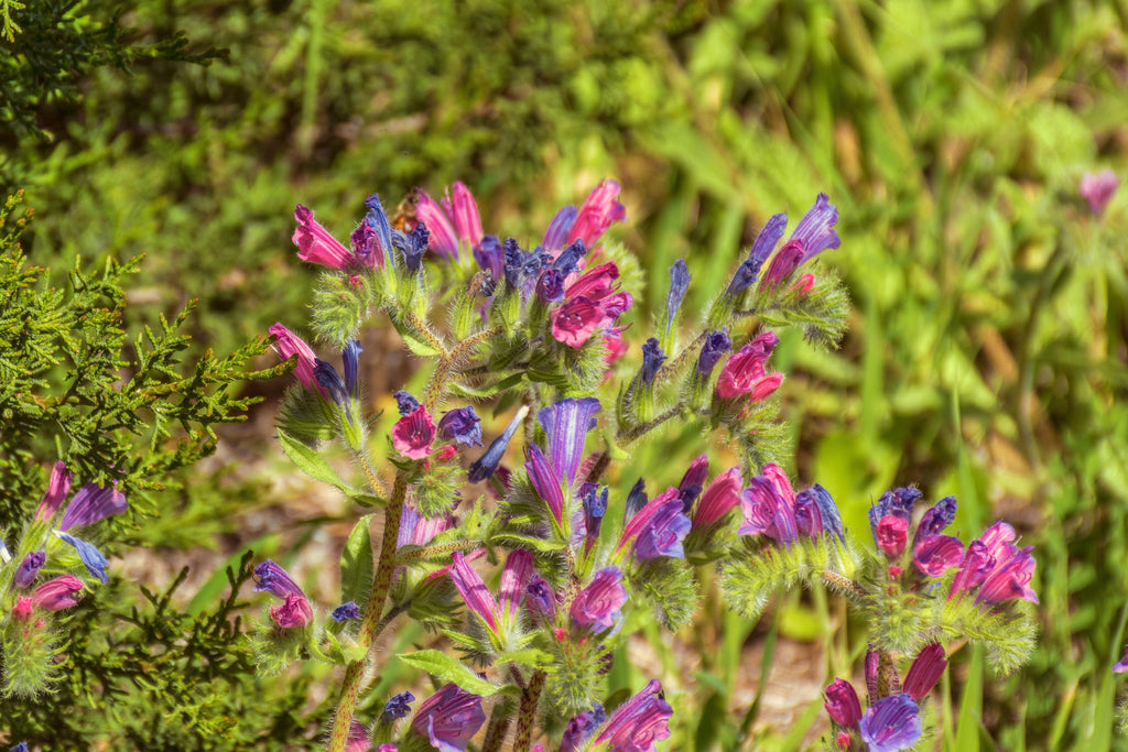 25 ROSE VIPER'S BUGLOSS Pink Echium Plantagineum Rose Bedder Flower Seeds