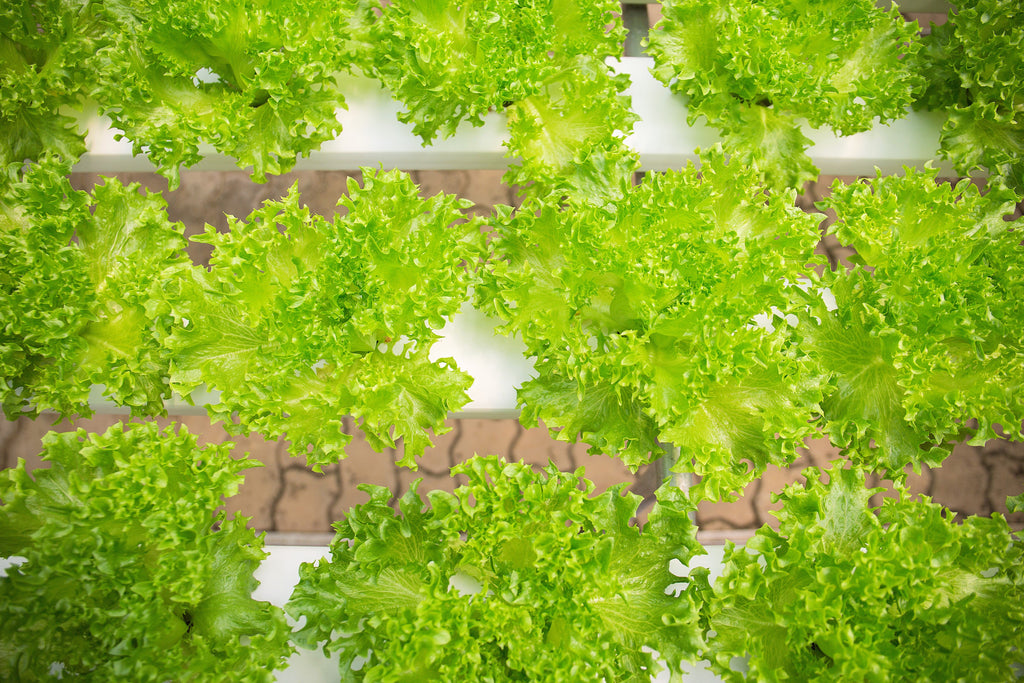 3000 Loose Leaf Green GRAND RAPIDS LETTUCE Lactuca Sativa Vegetable Seeds