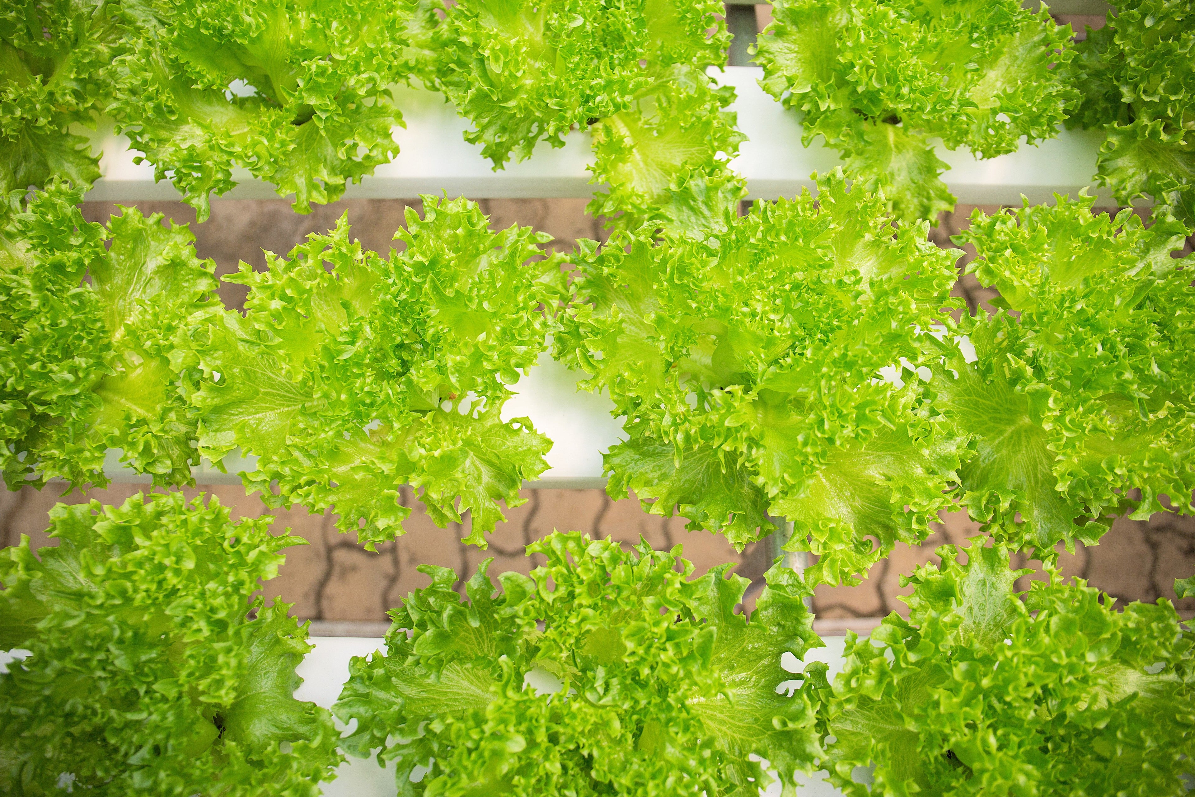 3000 Loose Leaf Green GRAND RAPIDS LETTUCE Lactuca Sativa Vegetable Seeds