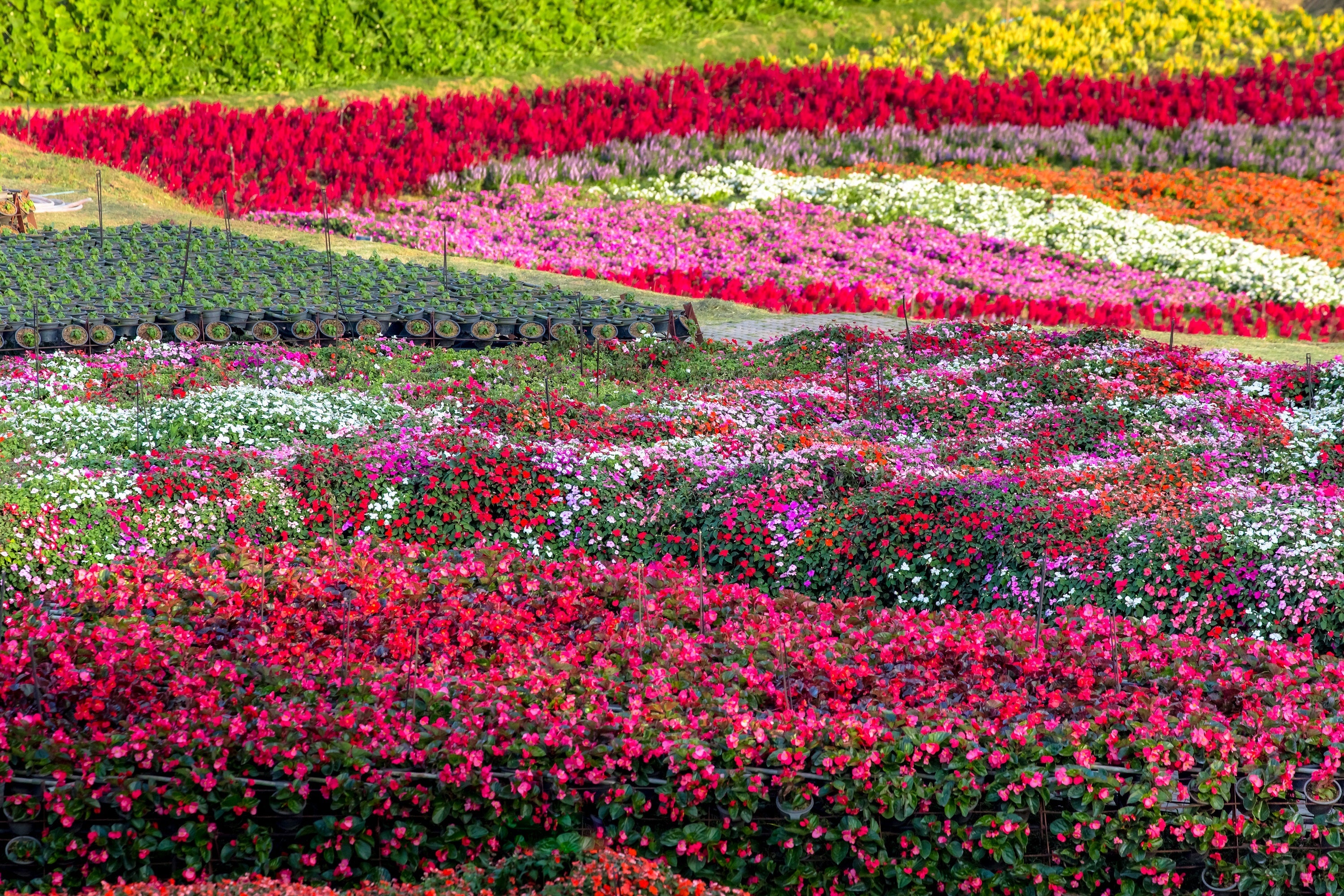 50 MIXED COLORS Dwarf IMPATIENS Walleriana Part Sun or Full Shade Red, White, Pink, Carmine, Scarlet, & Orange Flower Seeds