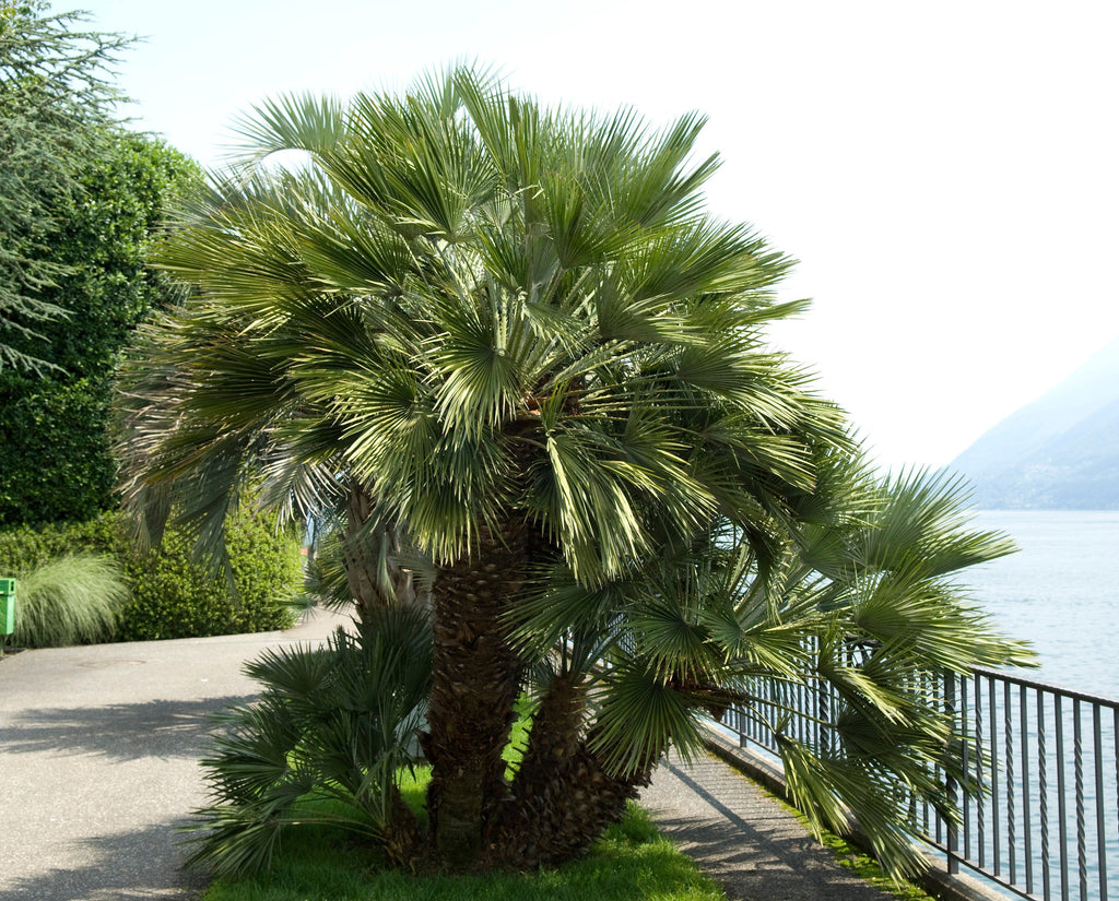 5 COMMON WINDMILL PALM Trachycarpus Fortunei Hardy Chusan Palm Tree Sun Shade Houseplant Seeds