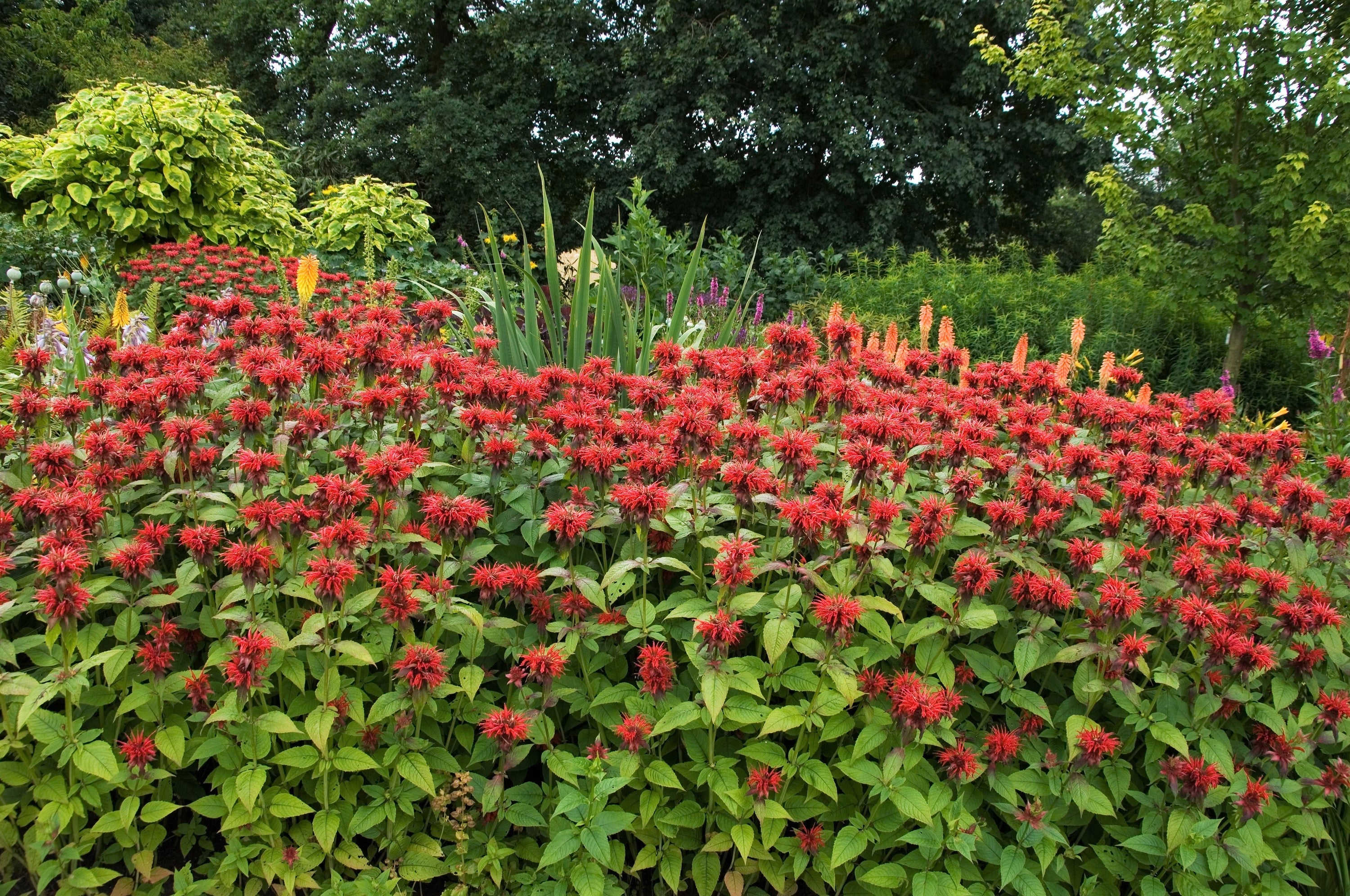 10 Panorama RED BEE BALM Monarda Didyma Oswego Tea Herb Flower Seeds