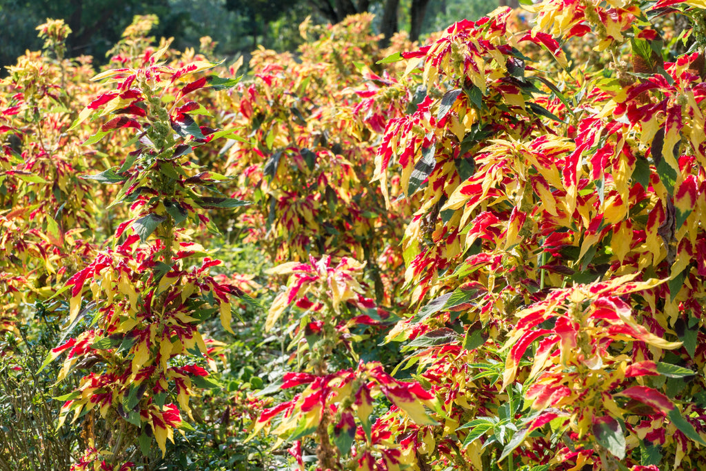 150 TRICOLOR AMARANTHUS PERFECTA Summer Poinsettia Amaranth Flower Seeds