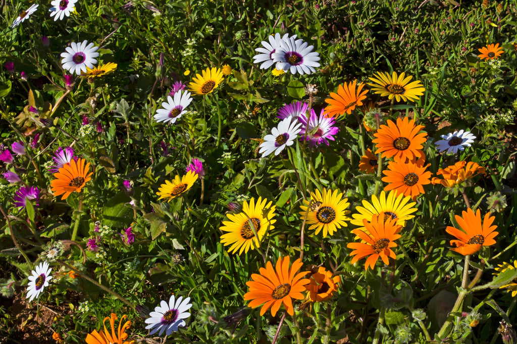 1000 MIXED AFRICAN DAISY ( Cape Marigold / Sun Marigold ) Dimorphotheca Sinuata Flower Seeds