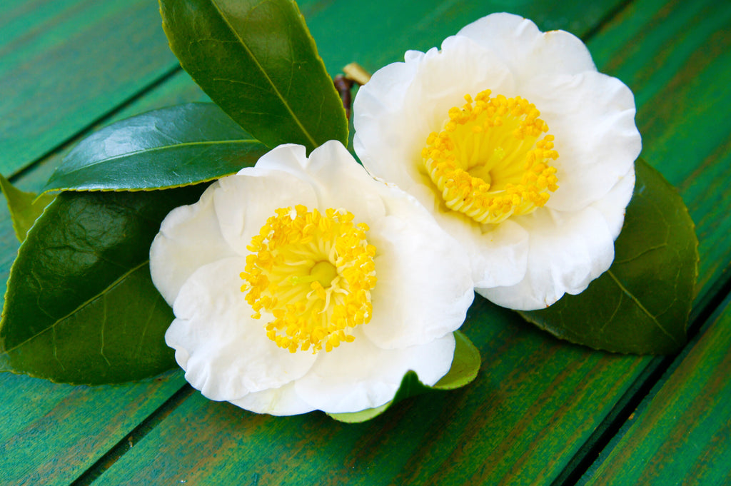 1 Lb Bulk TEA PLANT Black & Green Drinking Tea Camellia Sinensis Tree Shrub Herb Flower - Approx 385 Seeds