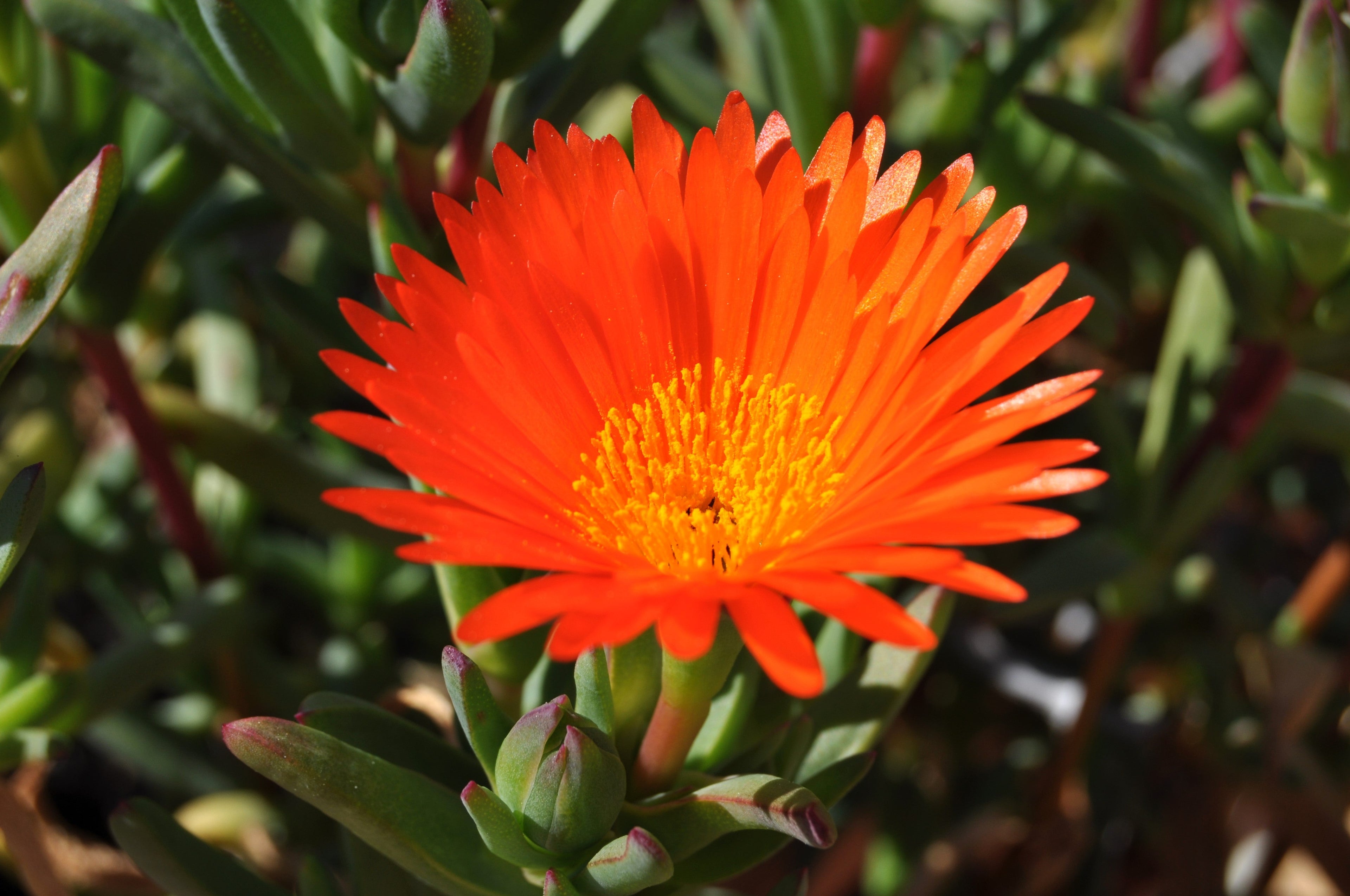 100 Gelato ORANGE ICE PLANT Mesembryanthemum Livingstone Daisy Flower Seeds