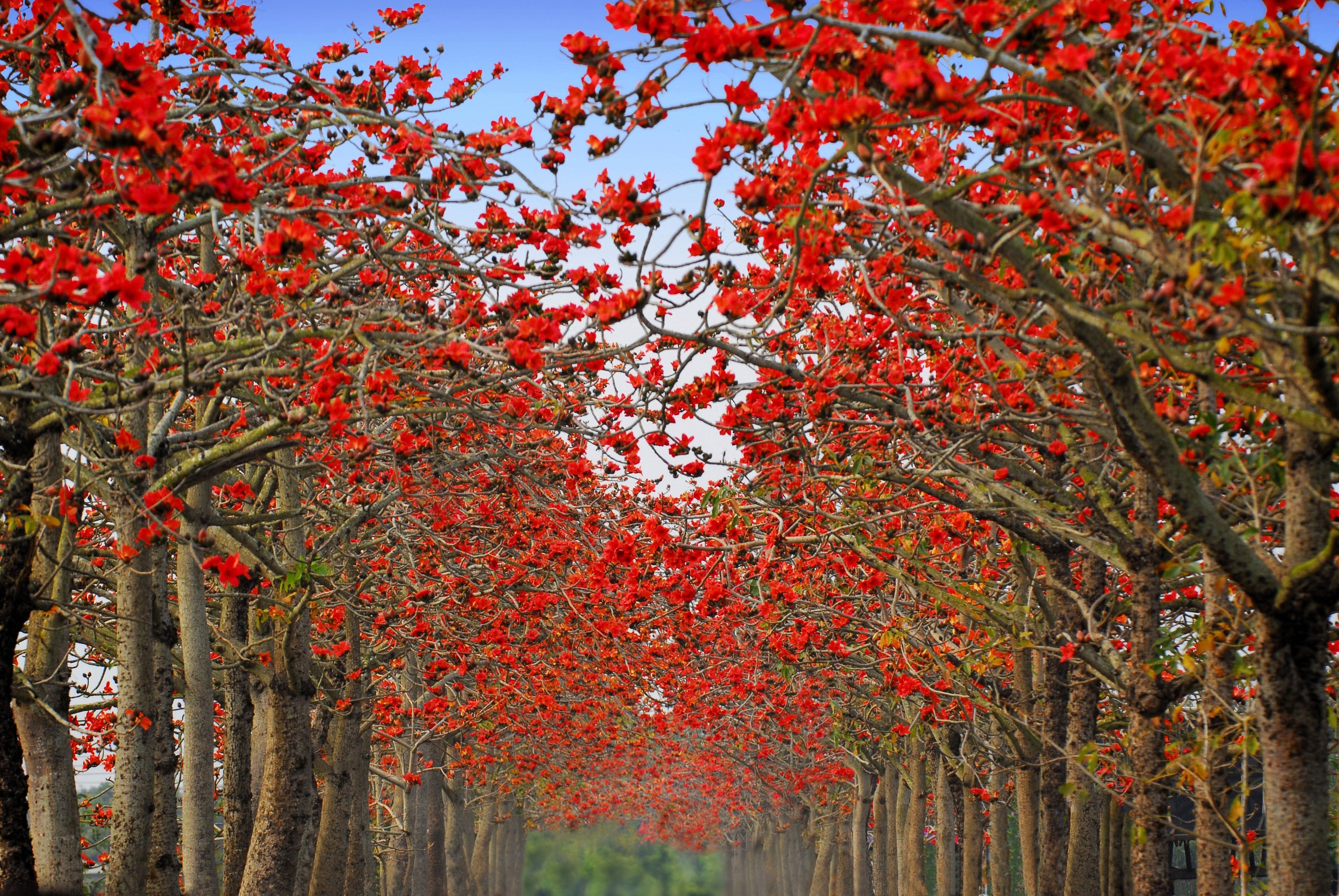 10 RED SILK COTTON Tree Bombax Ceiba Kapok Tropical Flower Seeds