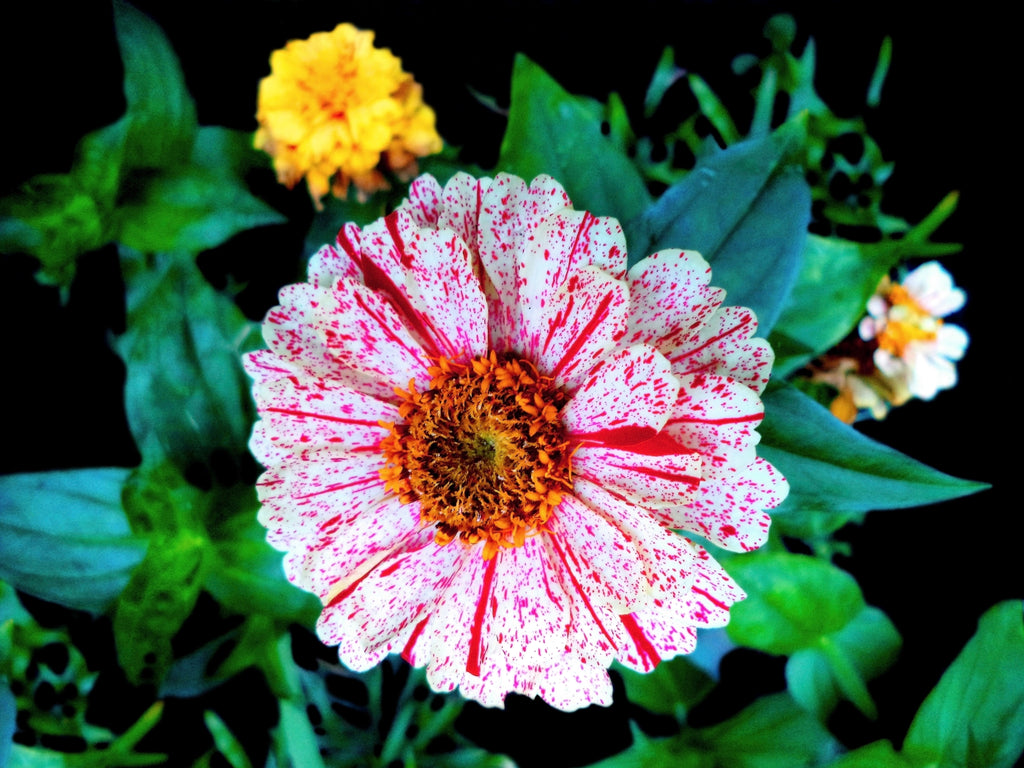 250 ZIN MASTER ZINNIA Mix Elegans Mixed Colors Flower Seeds