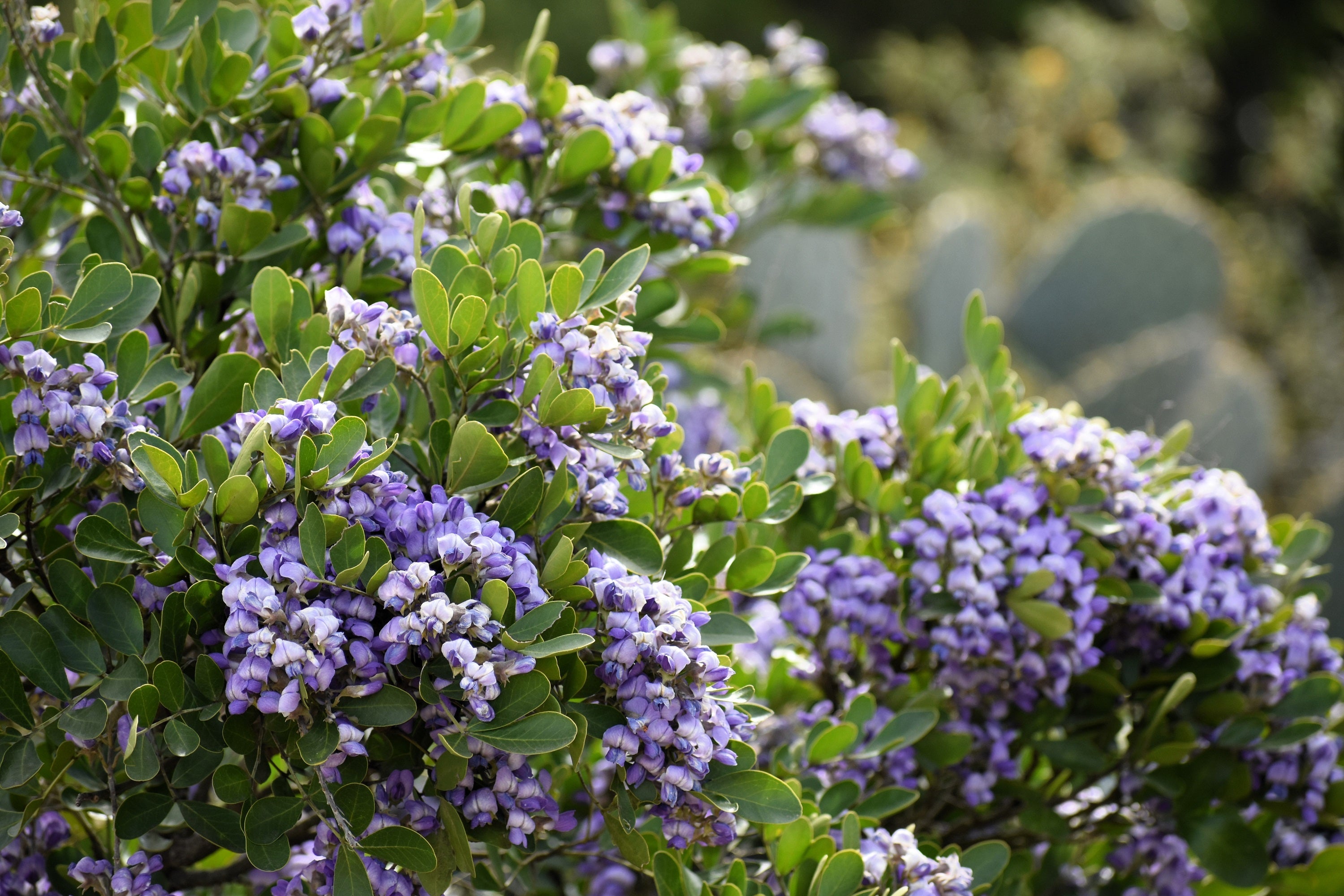 10 TEXAS Mountain LAUREL Sophora Secundiflora Mescal Tree Purple Flower Seeds