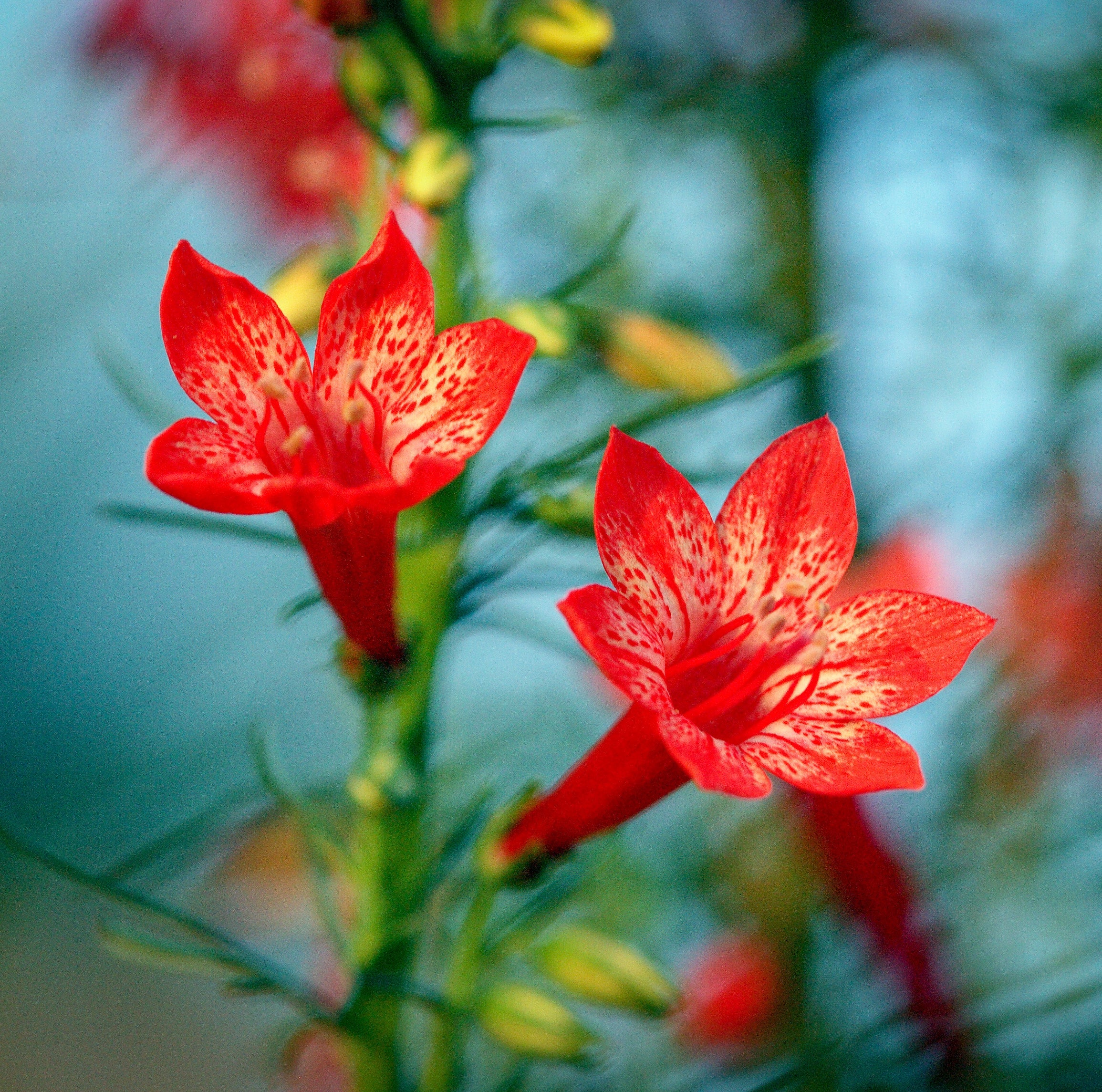 200 STANDING CYPRESS (Scarlet Gilia) Ipomopsis Rubra Flower Seeds