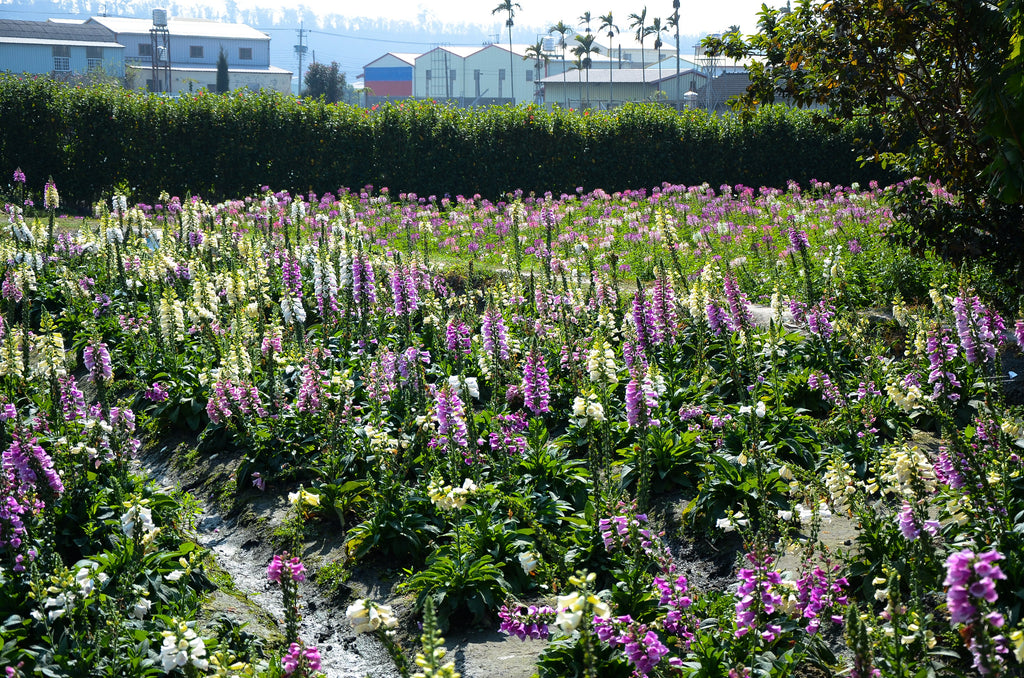 1000 DWARF FOXY MIX FOXGLOVE Digitalis Purpurea Flower Seeds