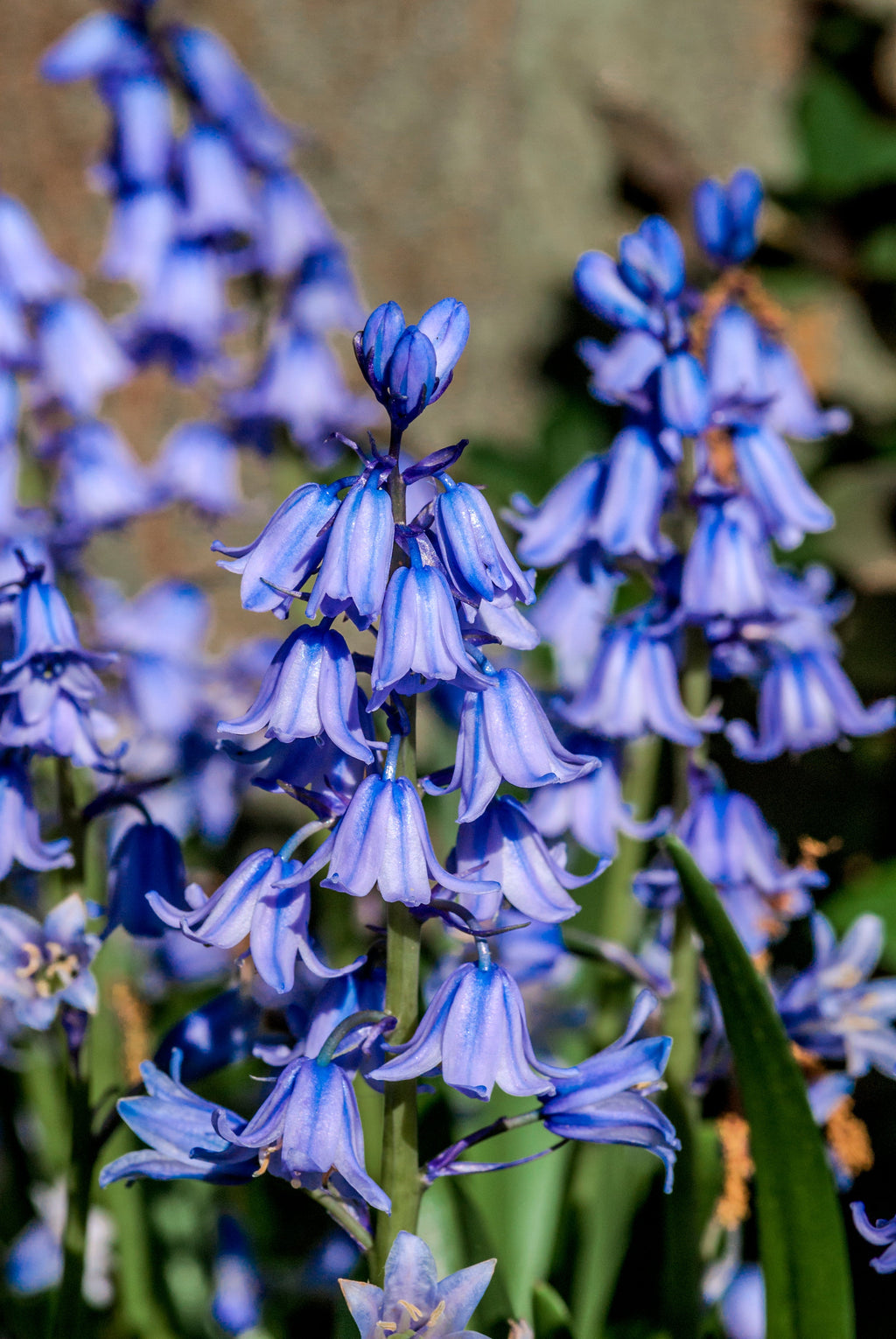 10 WOOD HYACINTH Mixed Colors English Woodland Spanish Bluebell Scilla Campanulata Hyacinthoides Hispanica Pink Purple White Flower Seeds