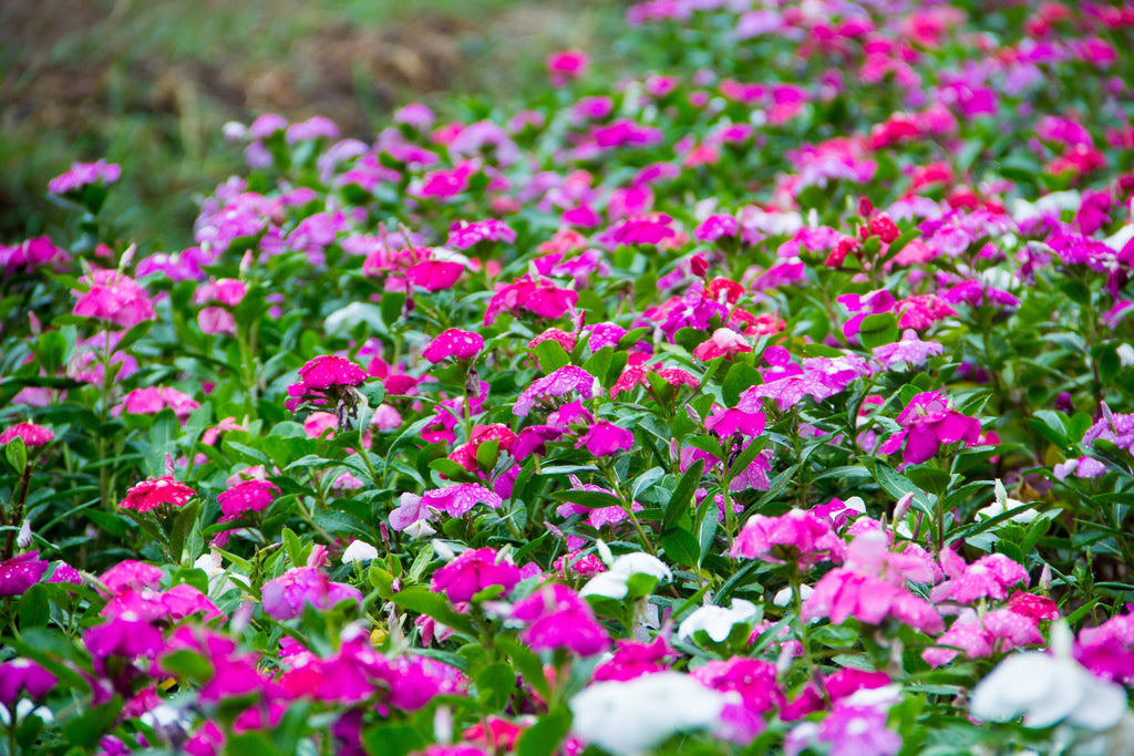 100 DWARF Little MIX PERIWINKLE / Vinca Rosea Flower Seeds