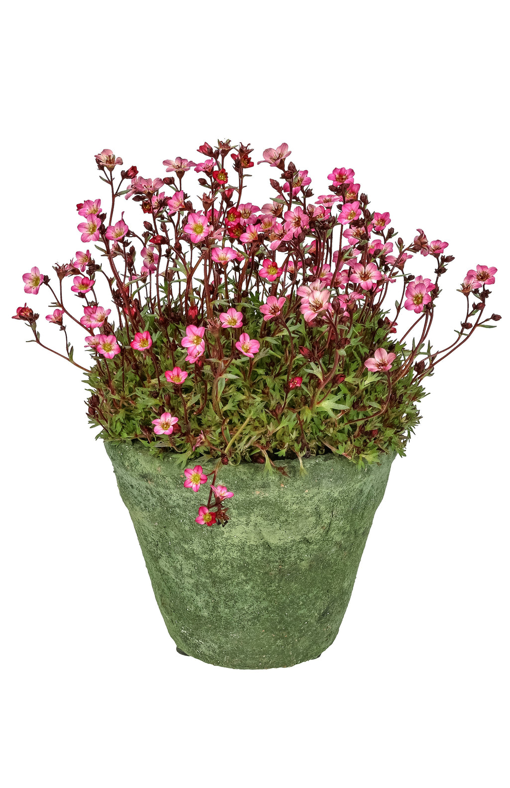50 FLORAL CARPET SAXIFRAGA Arendsii Rose Pink Mossy Rockfoil Evergreen Flower Seeds