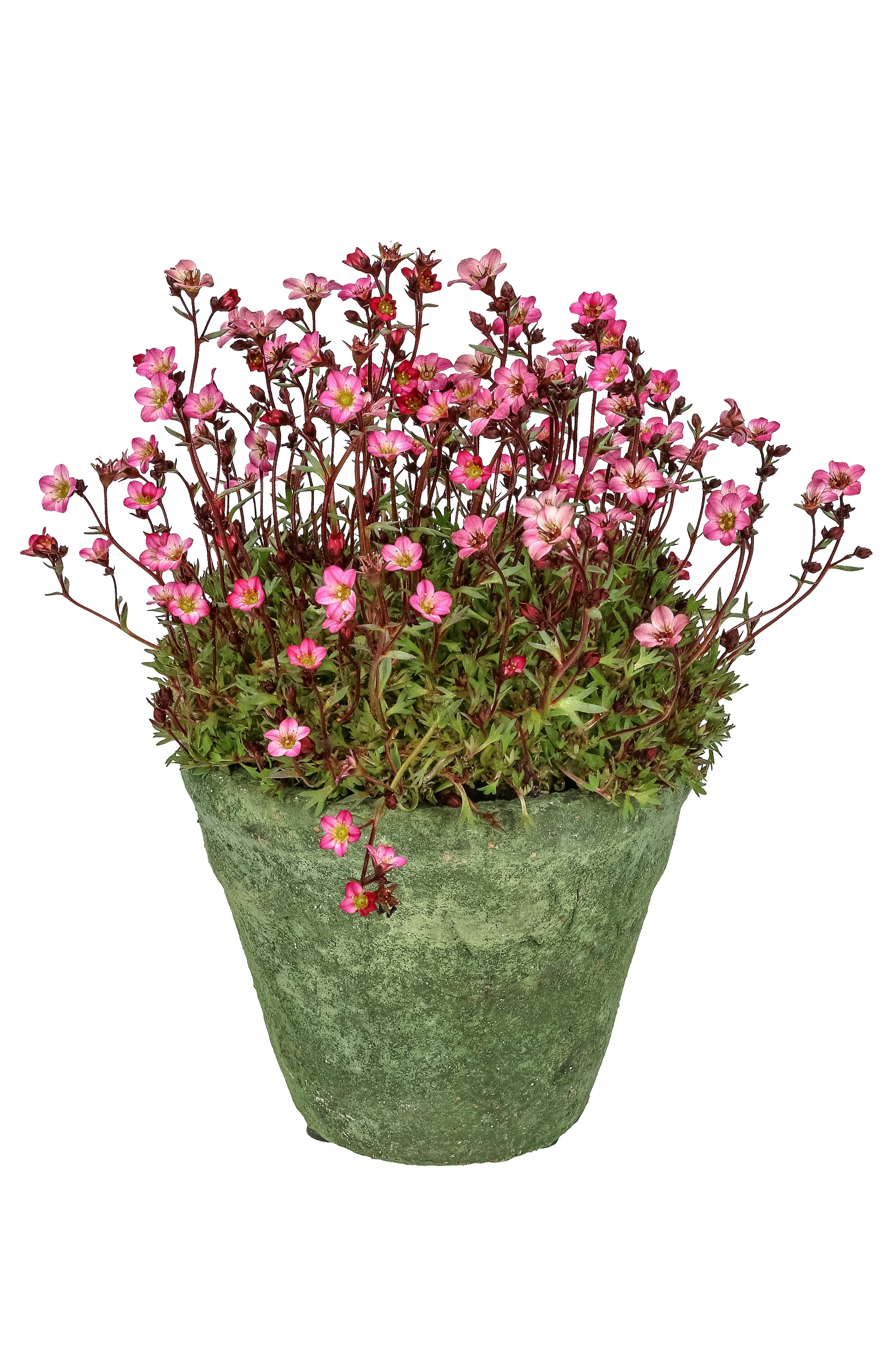 50 FLORAL CARPET SAXIFRAGA Arendsii Rose Pink Mossy Rockfoil Evergreen Flower Seeds