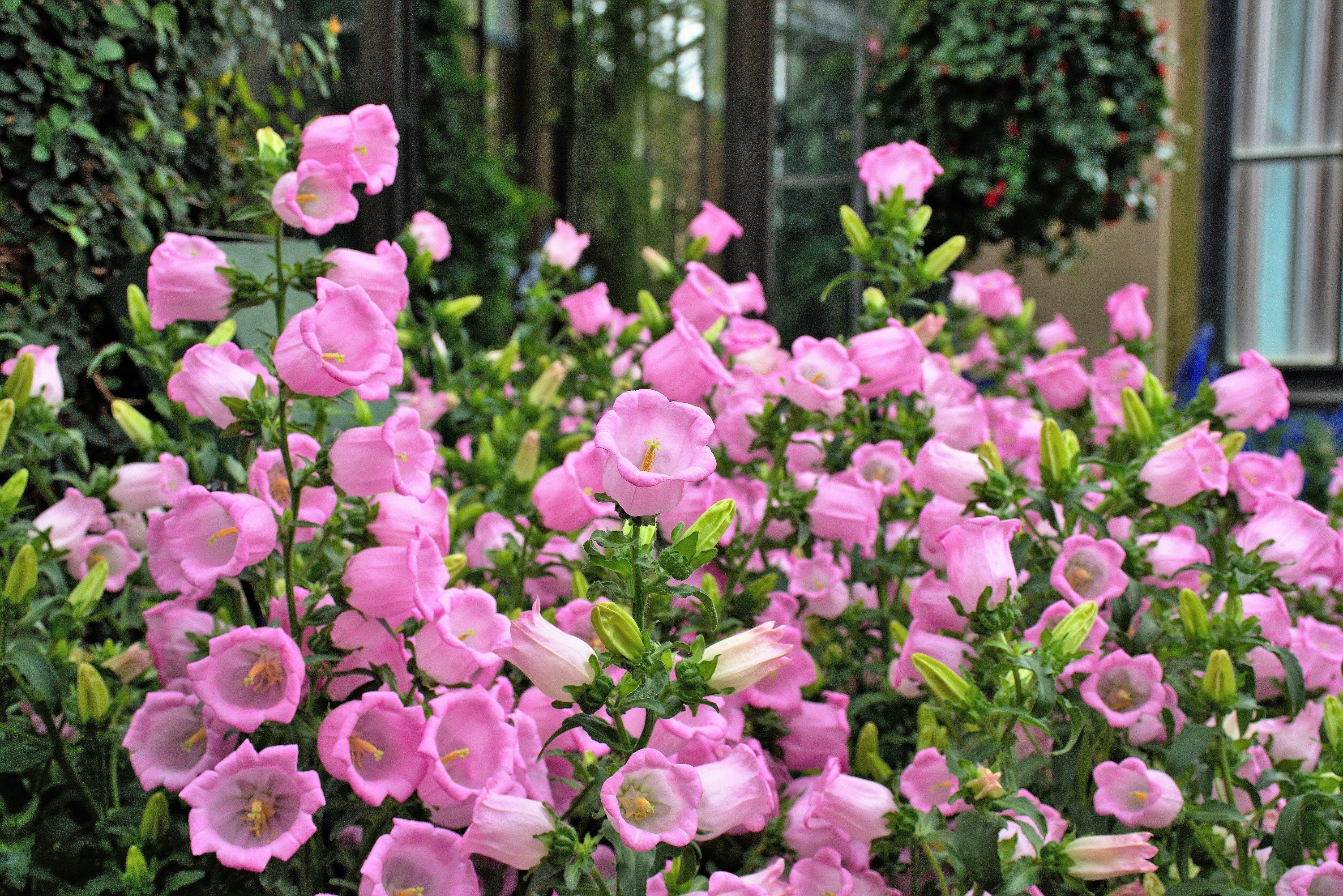 200 Rose Pink CANTERBURY BELLS - CAMPANULA Medium Flower Seeds