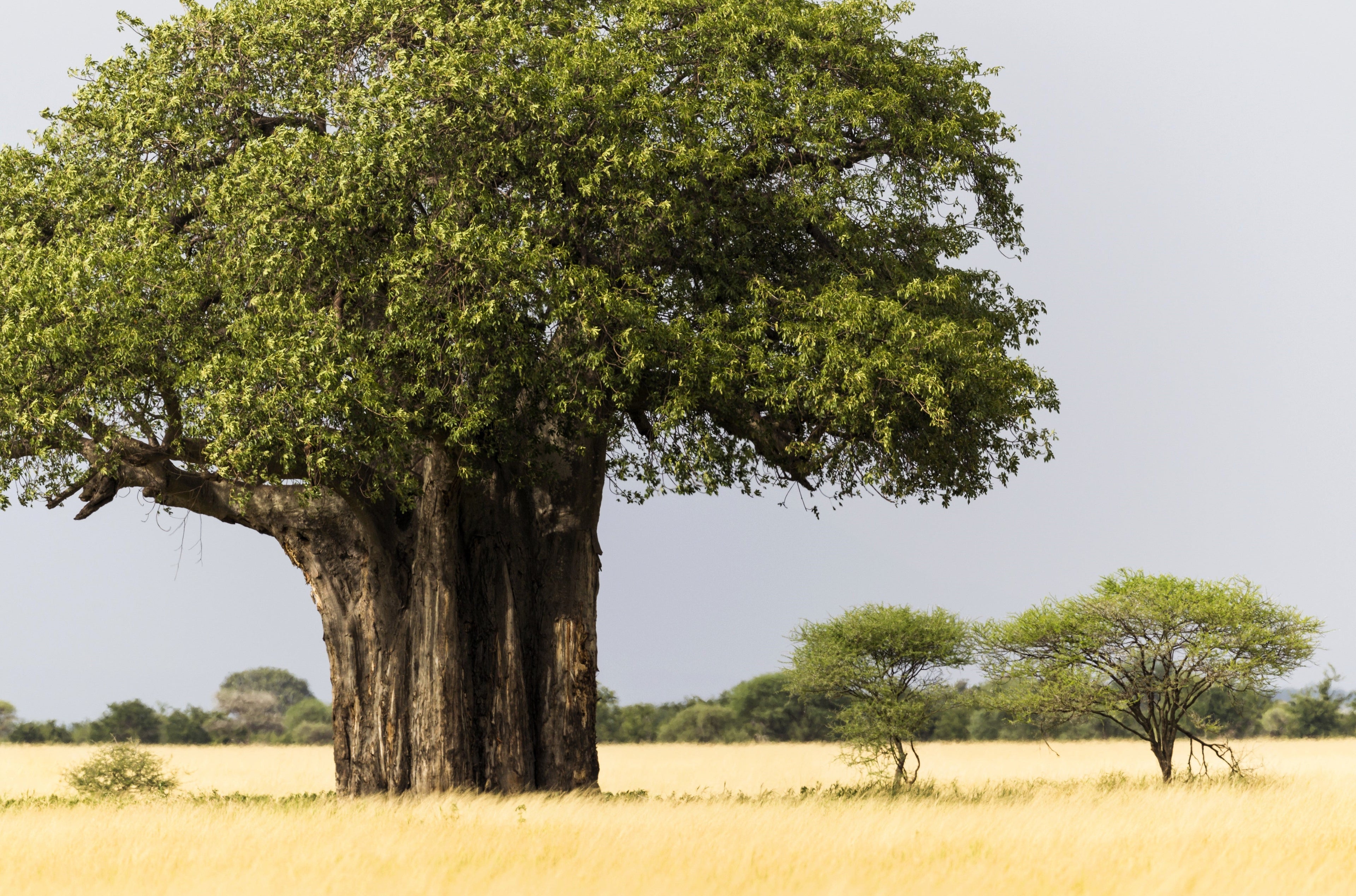 5 African BAOBAB TREE Adansonia Digitata Monkey Bread Judas Fruit Seeds