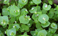 100 MINER'S LETTUCE Winter Purslane Spinach Claytonia Perfoliata Vegetable Seeds