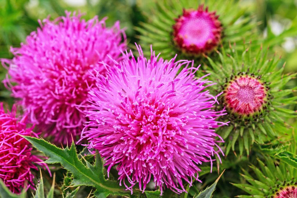 100 ORGANIC Blessed MILK THISTLE Silybum Marianum Hummingbird Purple Flower Seeds