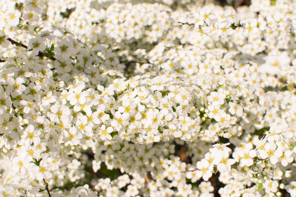 50 White CHINESE SPIREA Spiraea Chinensis Meadowsweet Flower Bush Shrub Seeds