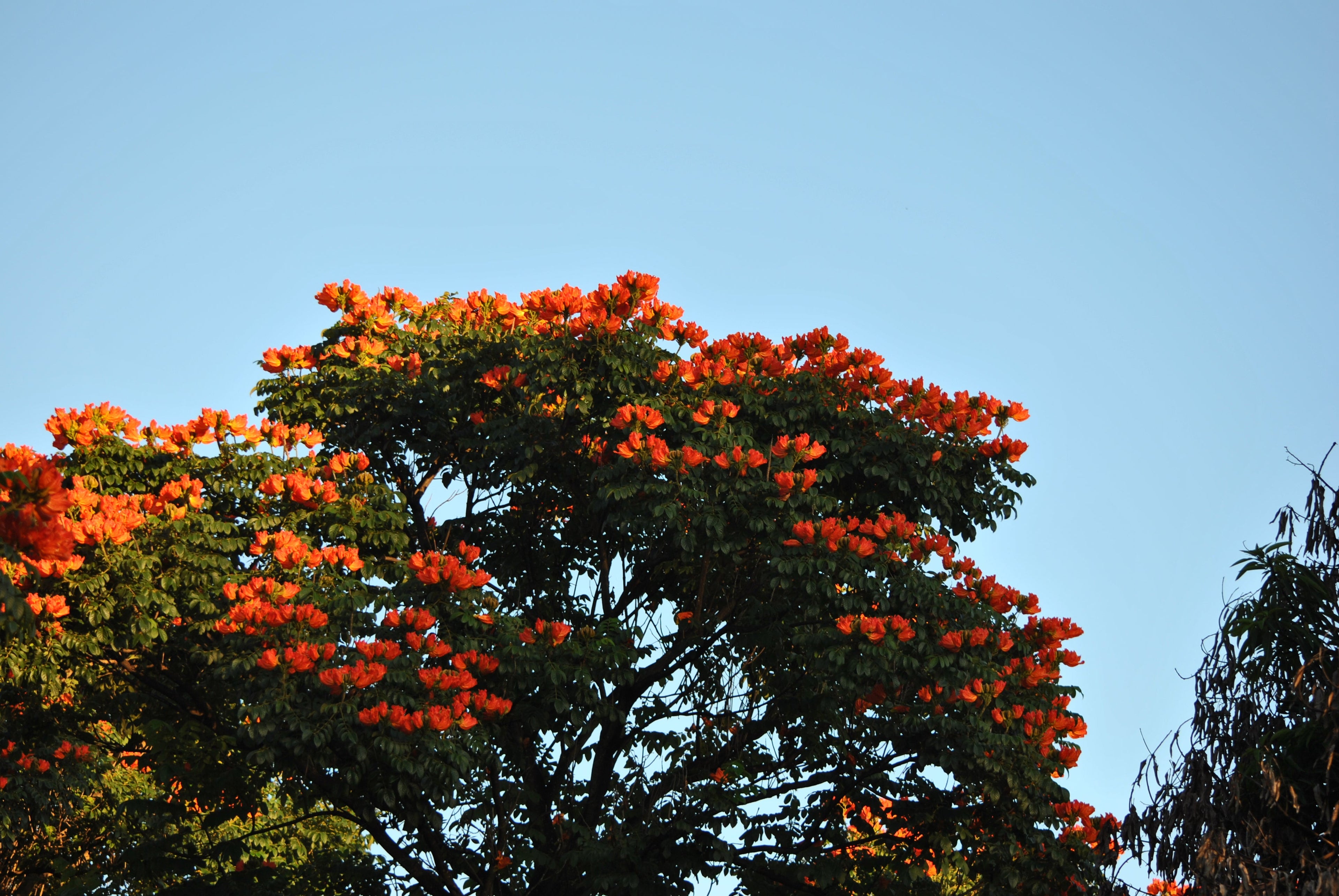 15 Red AFRICAN TULIP TREE (Fire Tree / Flame of the Forest / Fountain Tree) Spathodea Campanulata Seeds