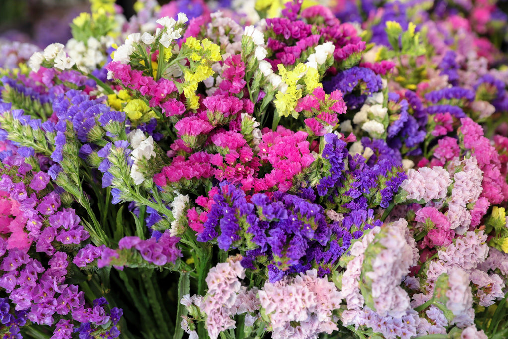 50 Pacific Mix STATICE (Sea Lavender) Mixed Colors  Limonium Sinuatum Flower Seeds