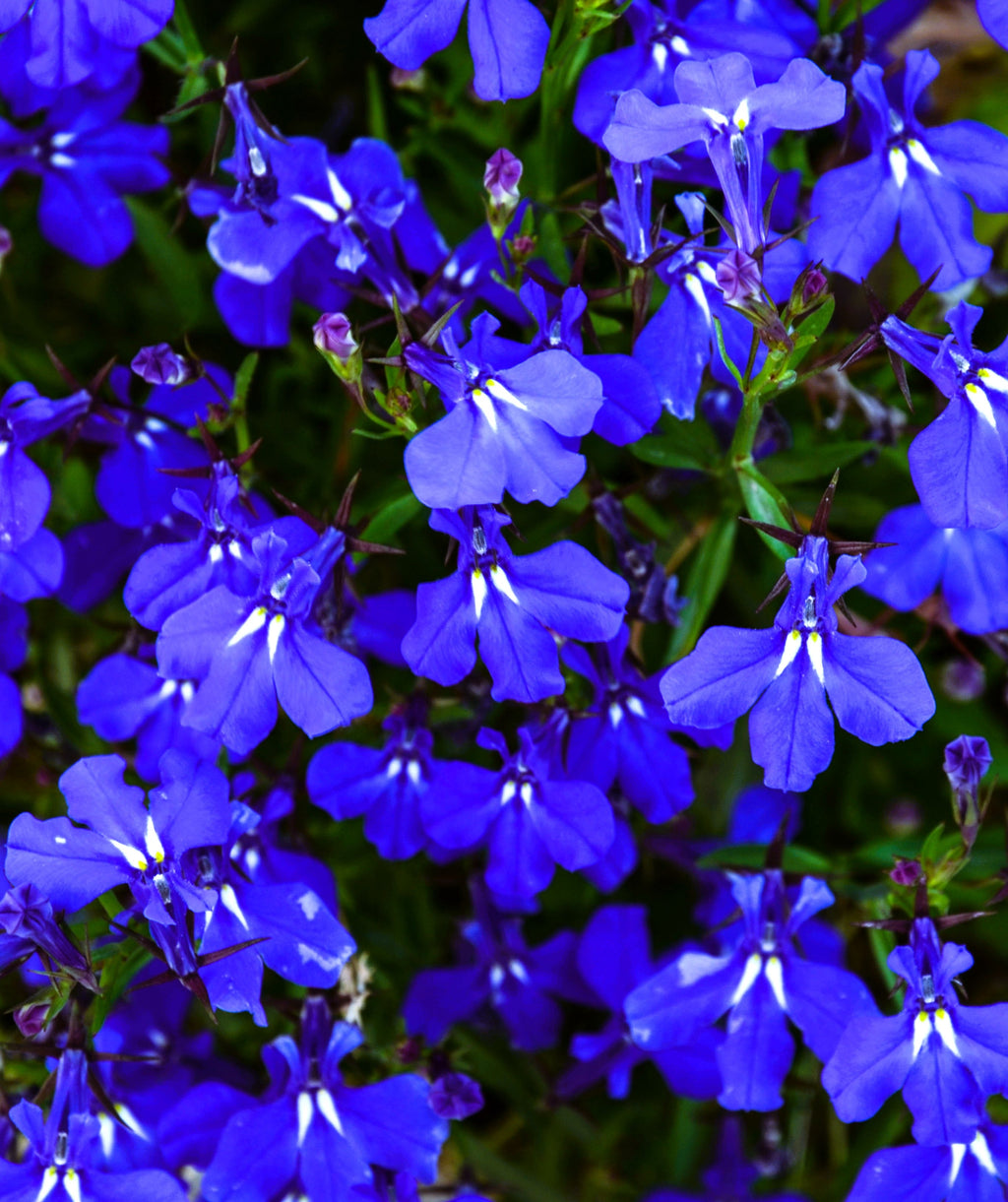200 Electric Blue & White HALF MOON LOBELIA Erinus Flower Seeds