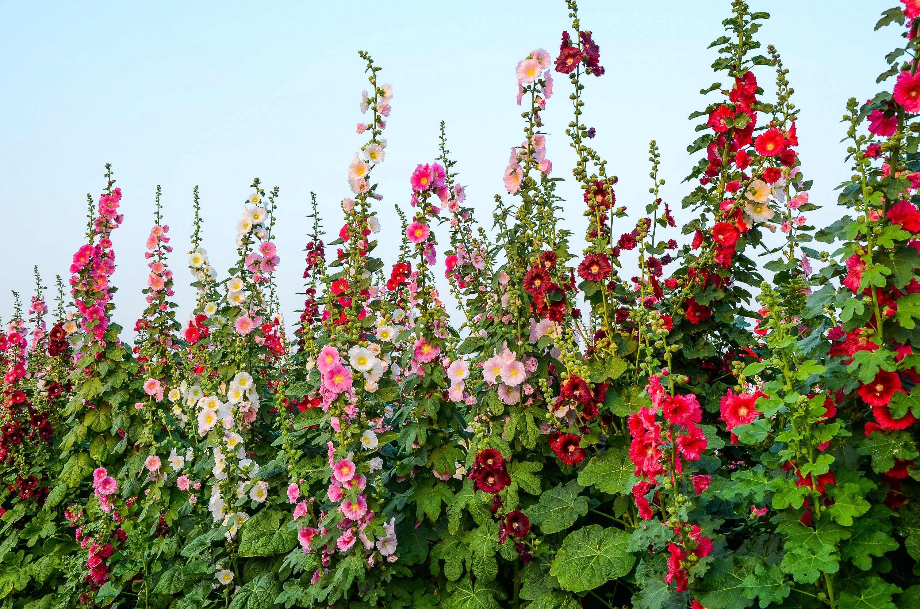 50 Mixed Colors HOLLYHOCK KING HENRY VIII Mix Alcea Rosea Flower Seeds