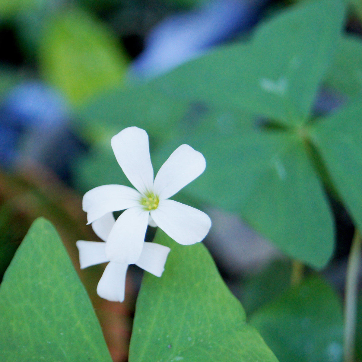 Oxalis - Regnellii Lucky Shamrock