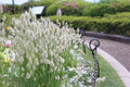 100 BUNNY TAILS GRASS (Hares Tail) Ornamental Lagurus Ovatus Seeds