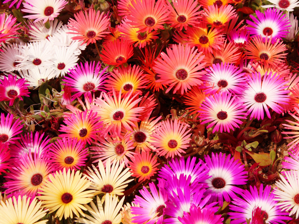 200 MIXED Colors ICE PLANT ( Mesembryanthemum Daisy / Livingstone Daisy ) Dorotheanthus Bellidiformis Flower Seeds