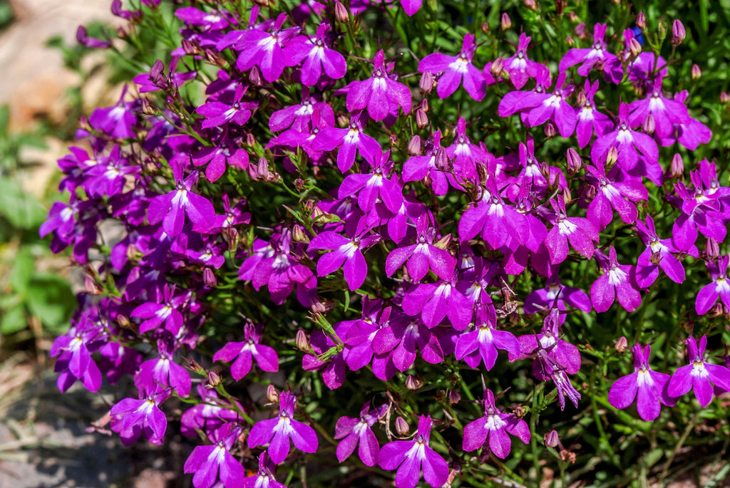 200 ROSAMOND LOBELIA Erinus Carmine Red & White Flower Seeds