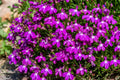 200 ROSAMOND LOBELIA Erinus Carmine Red & White Flower Seeds