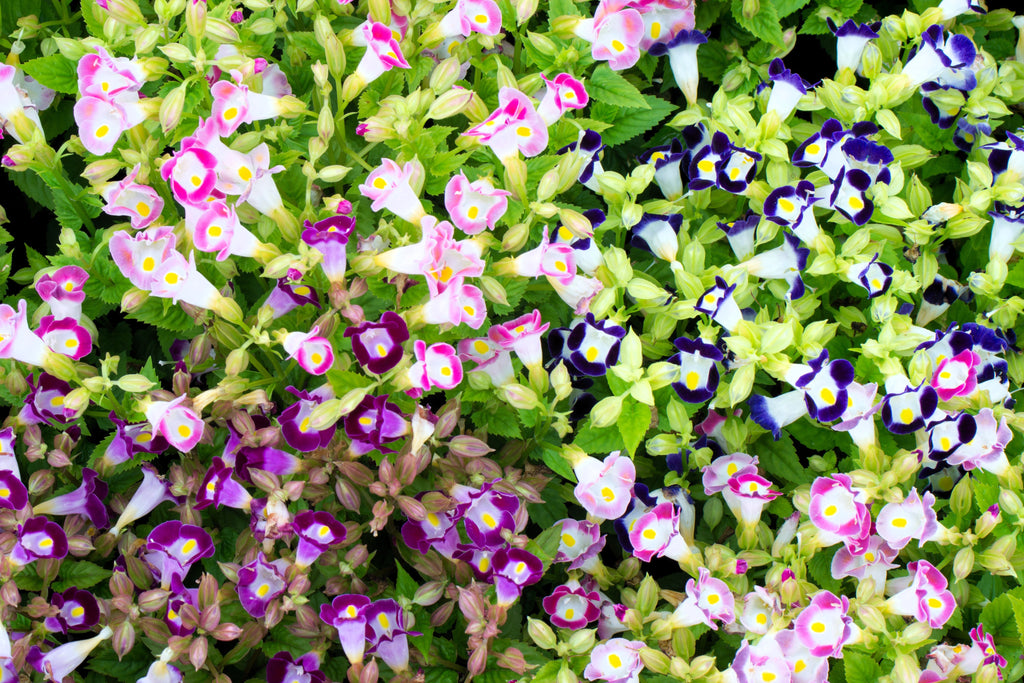 10 KAUAI MIX TORENIA Fournieri Sun or Shade Wishbone Flower Seeds - Mixed Colors 2 Tone Blue Red Pink