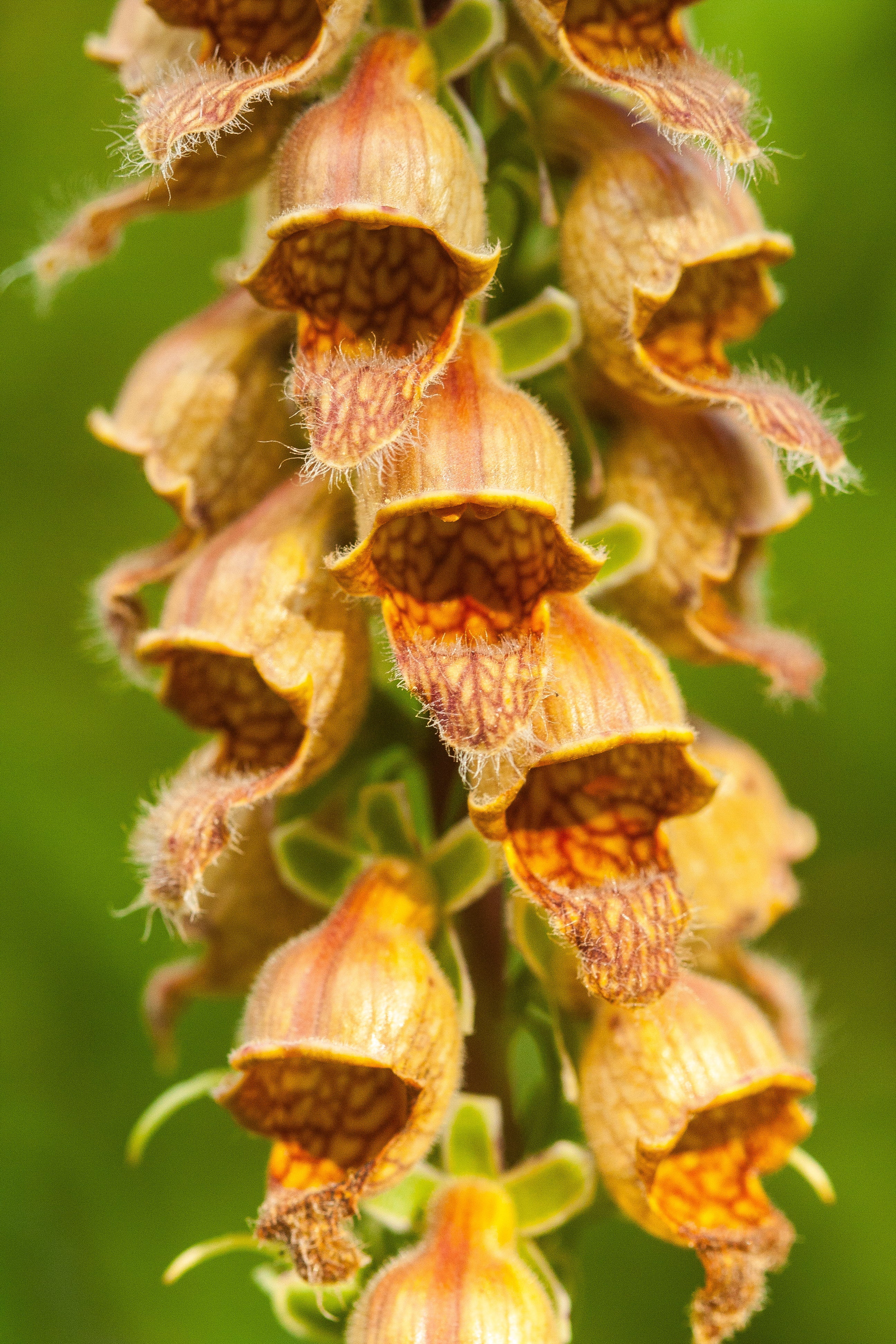 50 RUSTY FOXGLOVE Hummingbird Flower Digitalis Ferruginea Yellow Herald Seeds