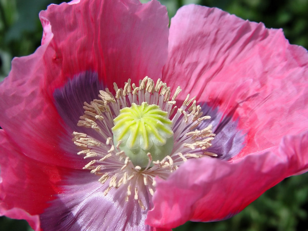 100 HENS and CHICKS Poppy Hens & Chickens Breadseed Lettuce Leaf Papaver Somniferum Flower Seeds