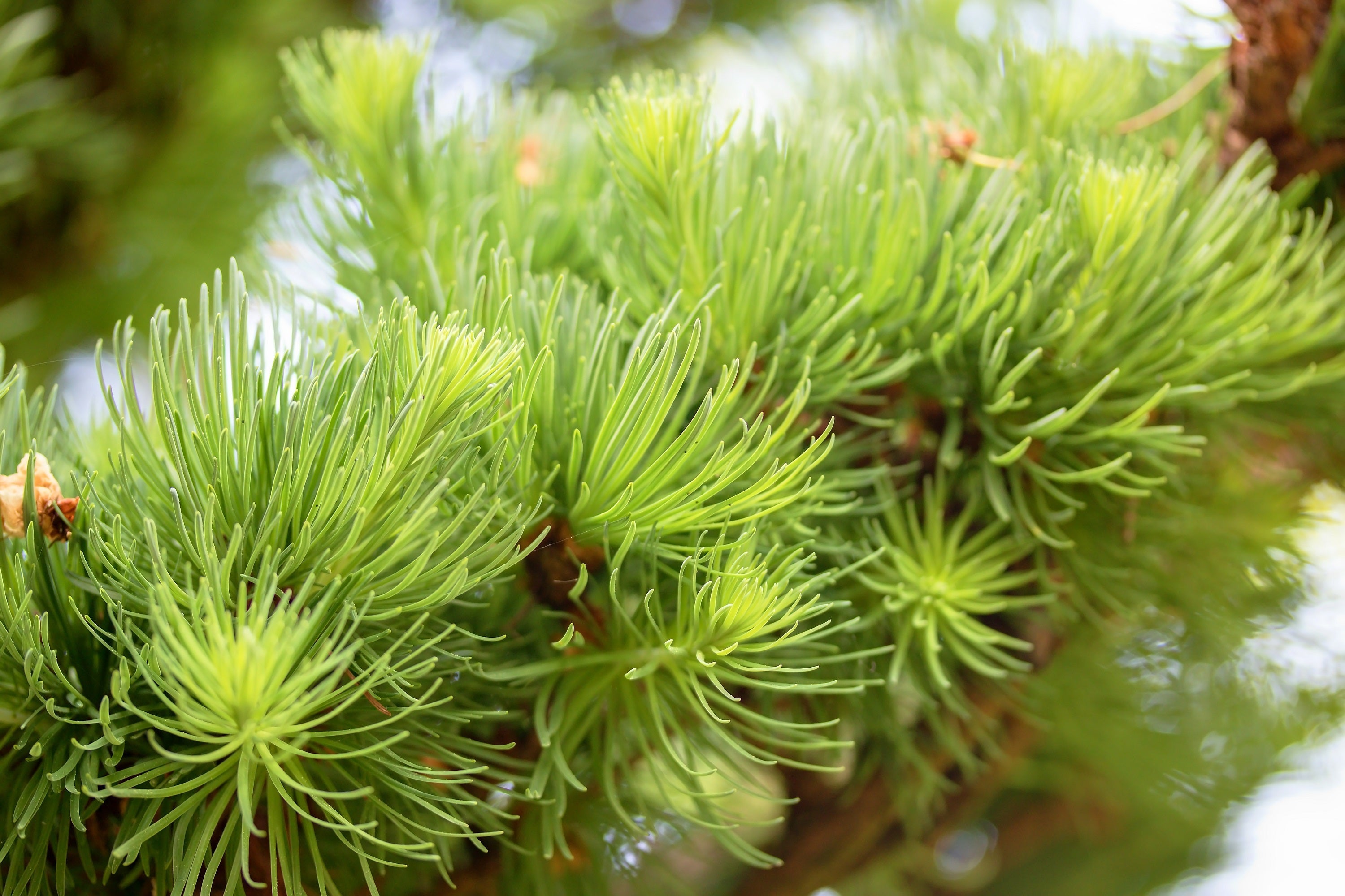 25 JAPANESE LARCH TREE Conifer Pine Cones Bonsai Larix Kaempferi Seeds –  Nate's Garden Supply