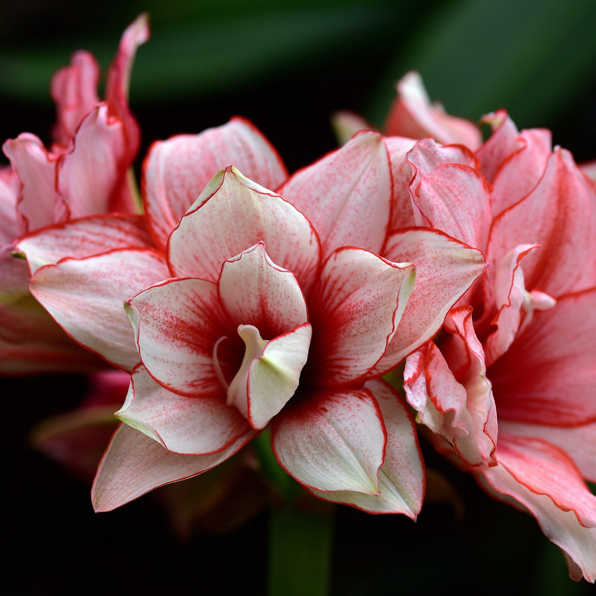 Amaryllis - Elvas